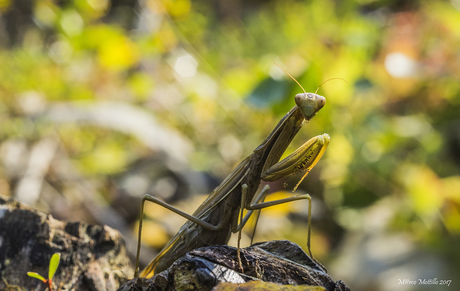 MANTIDE, the perplexity in front of the goal :)