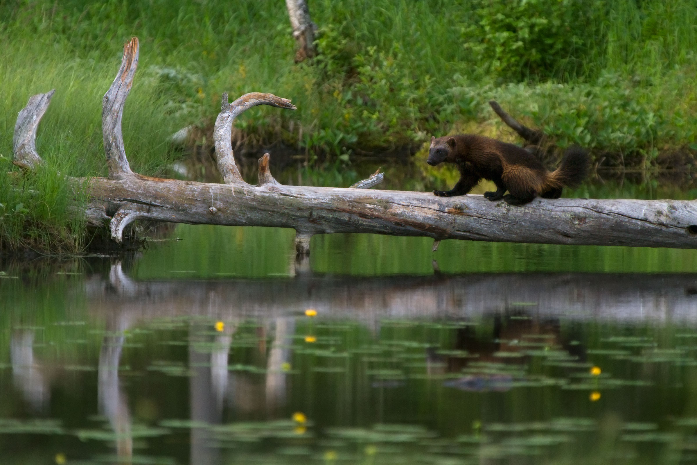 Glitter on the catwalk