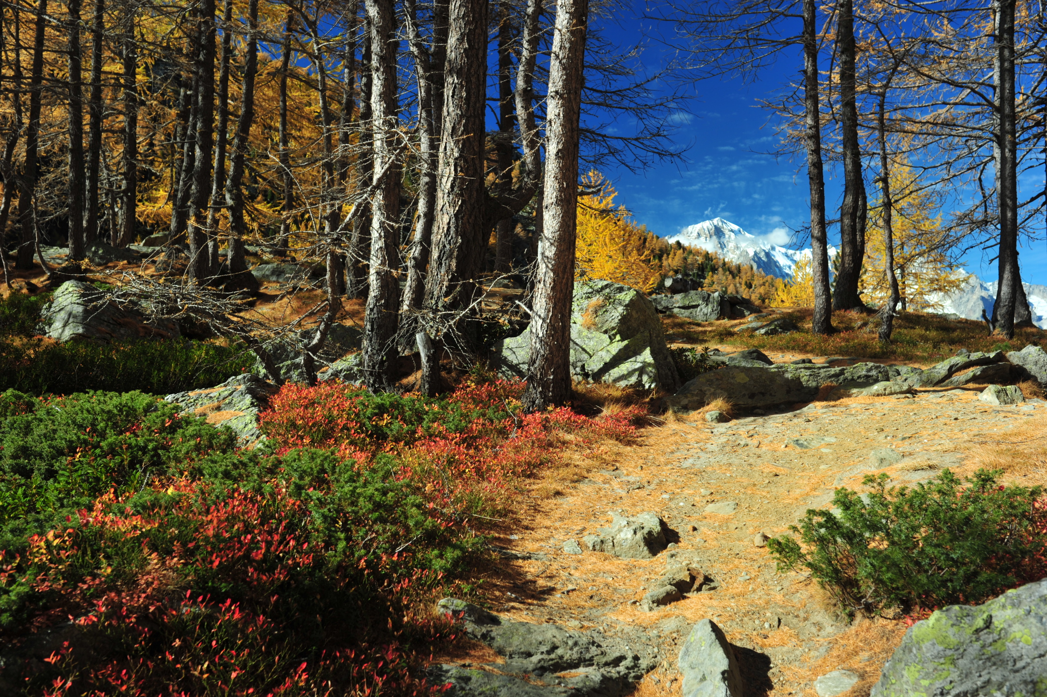 autumn in the woods ...