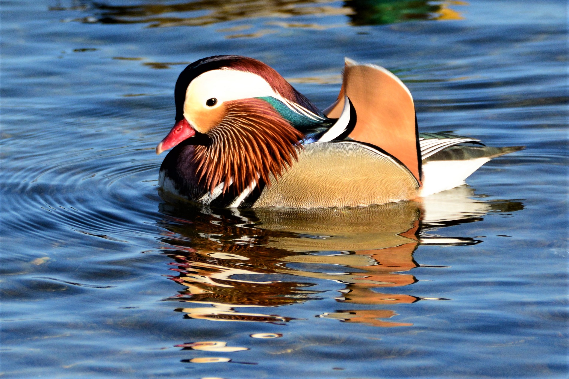 Mandarin duck