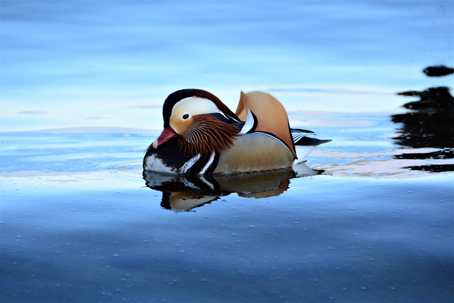Mandarin duck