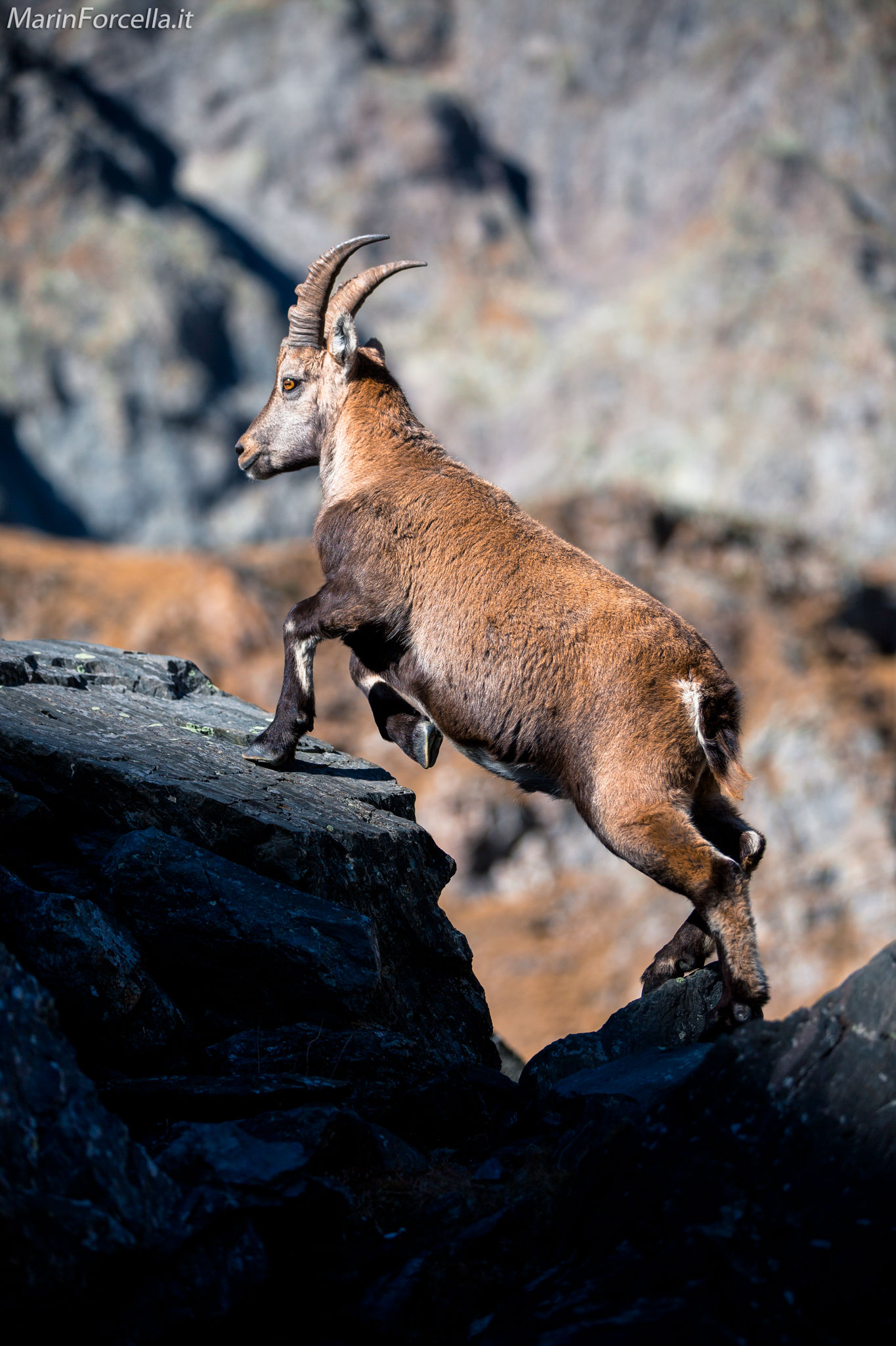 Young ibex