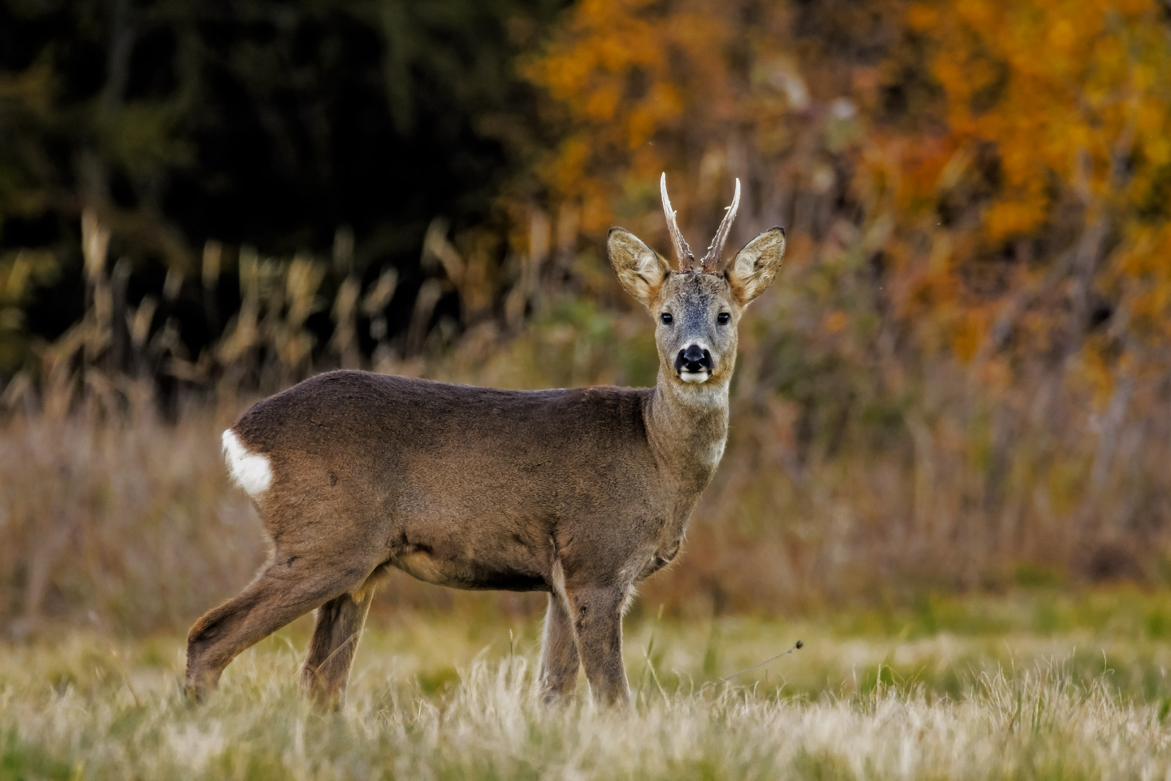 Sono pronto per l'inverno