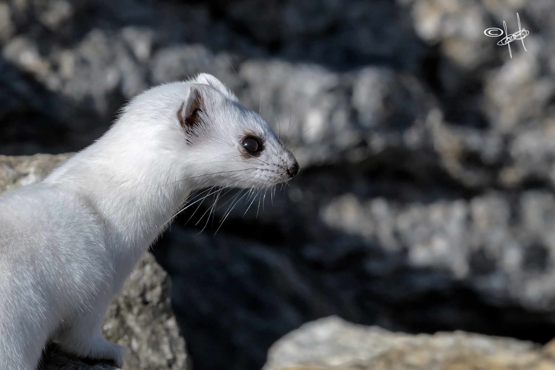 Closeup of a hairy wuster