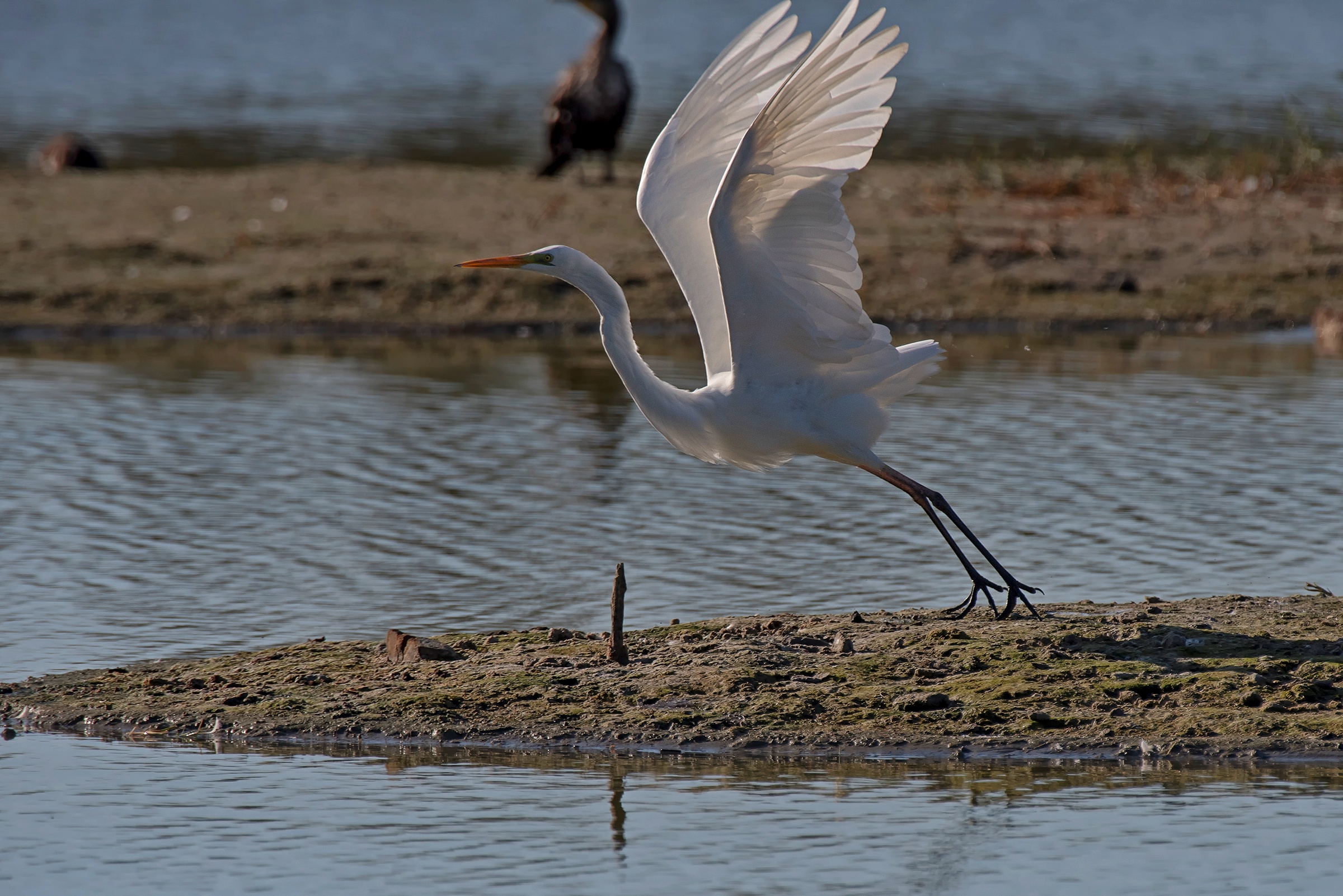 Big White Heron