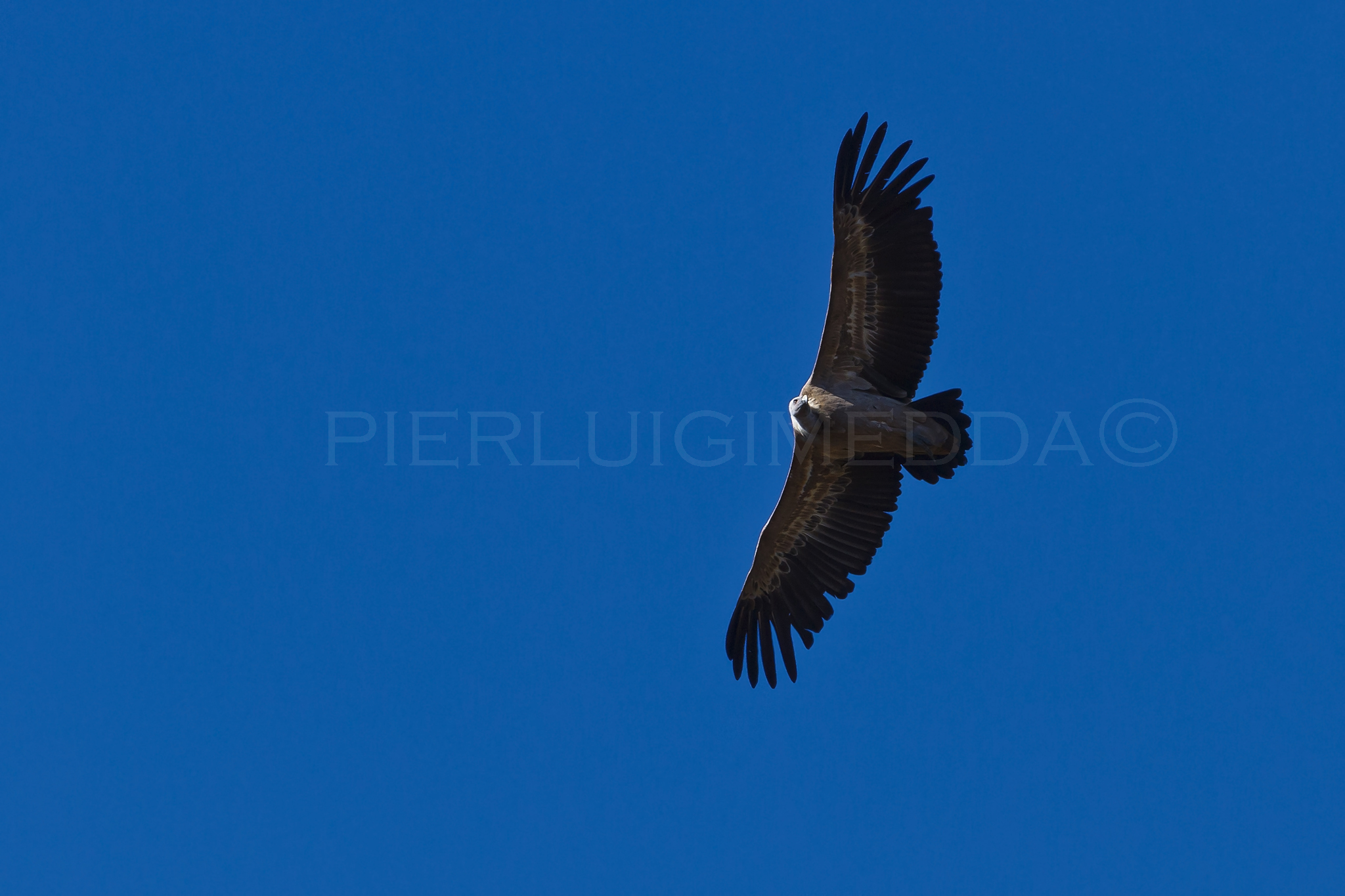 Gyps fulvus sulla litoranea  Bosa- Alghero