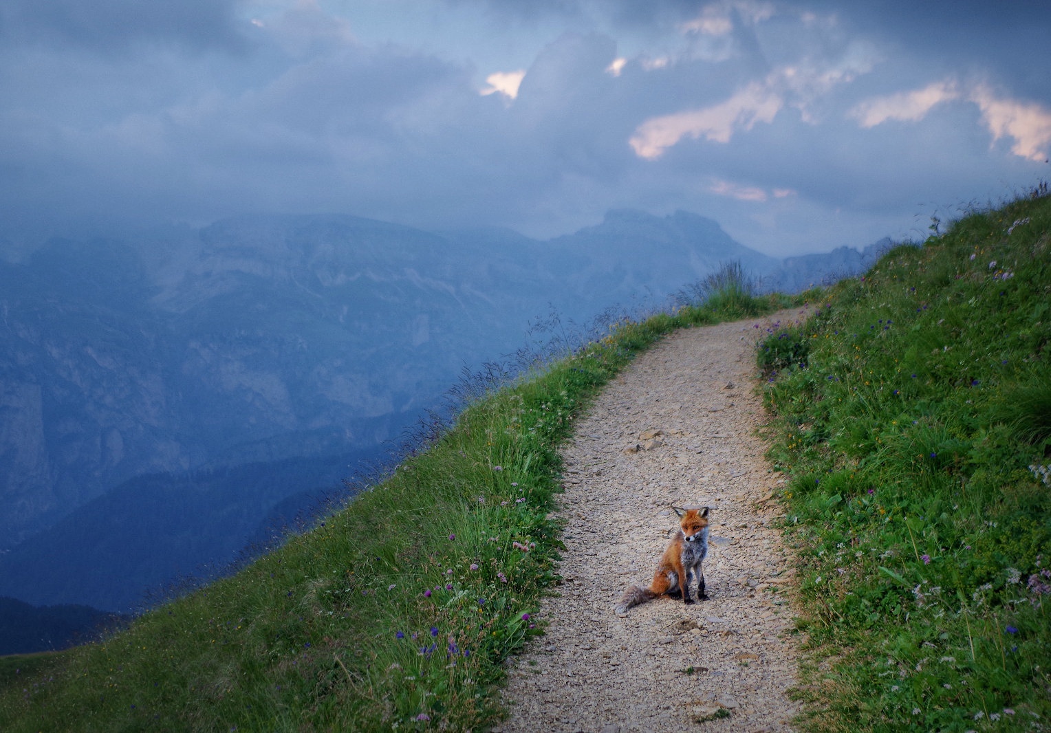 The fox of the Sella