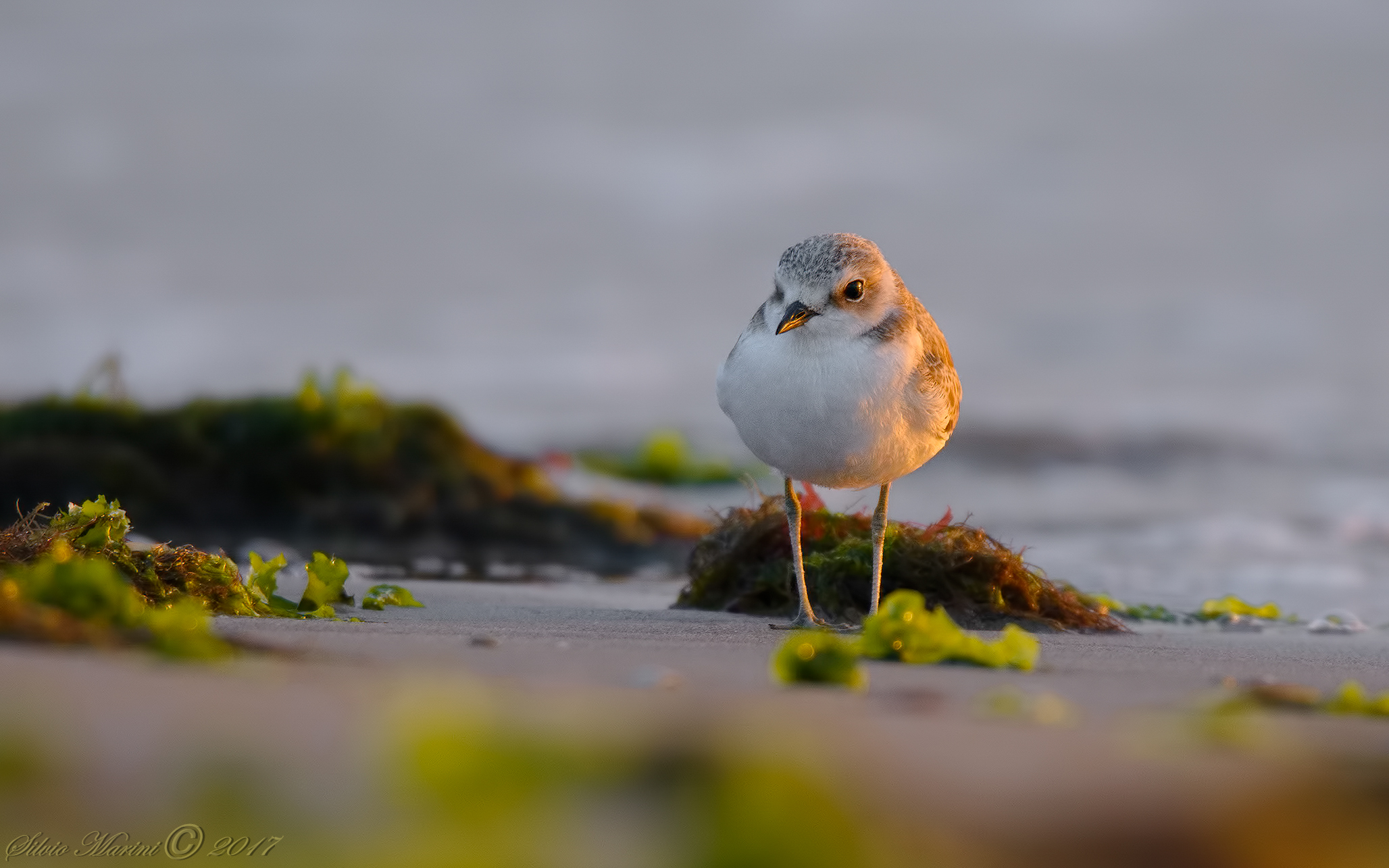 Fratino (Charadrius alexandrinus) La quiete prima della