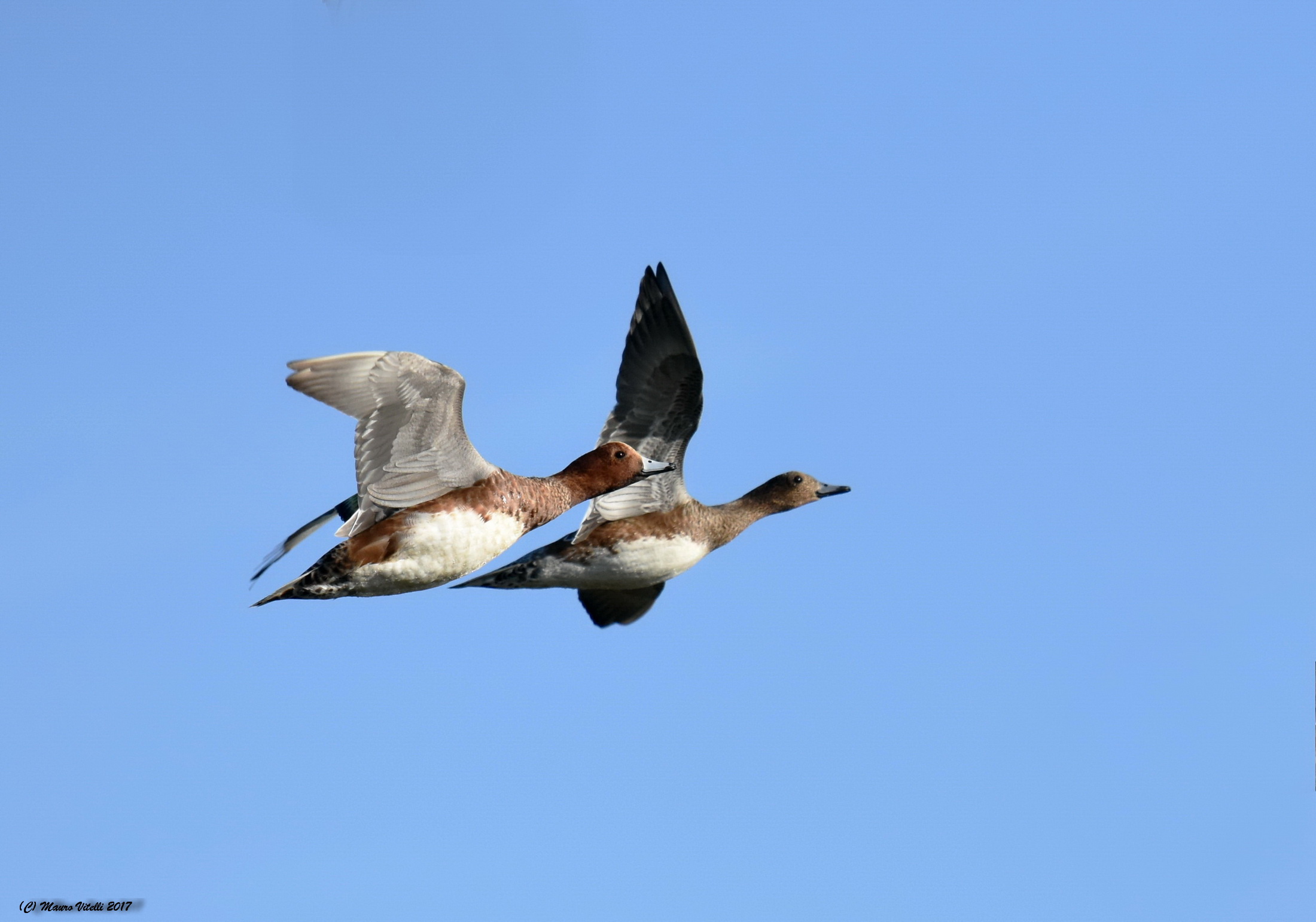 The couple (Fischioni)