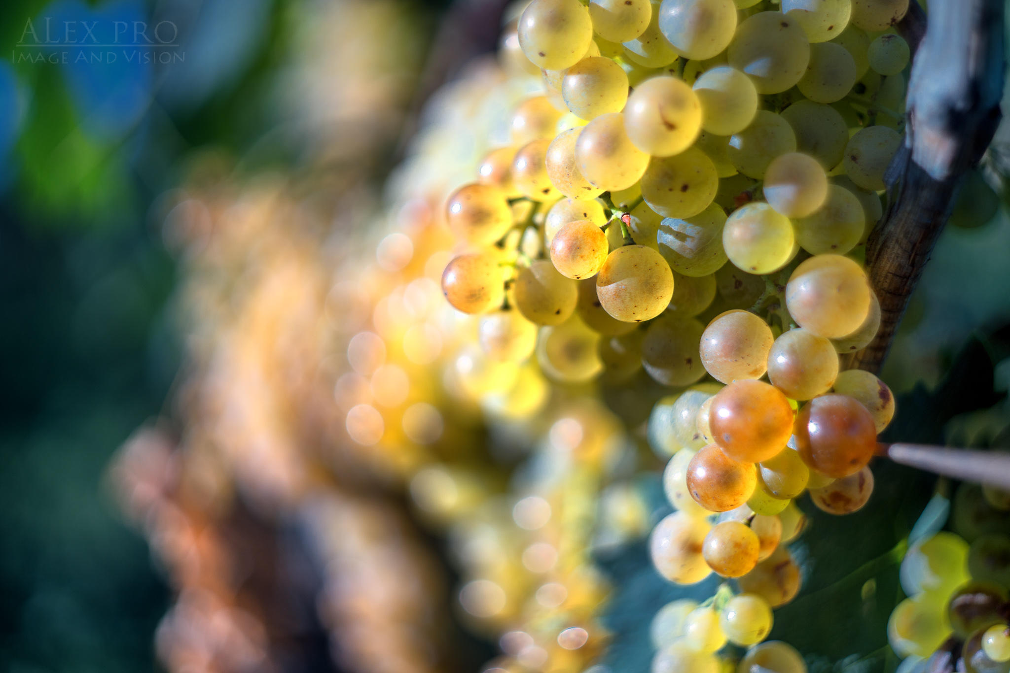 Golden grapes