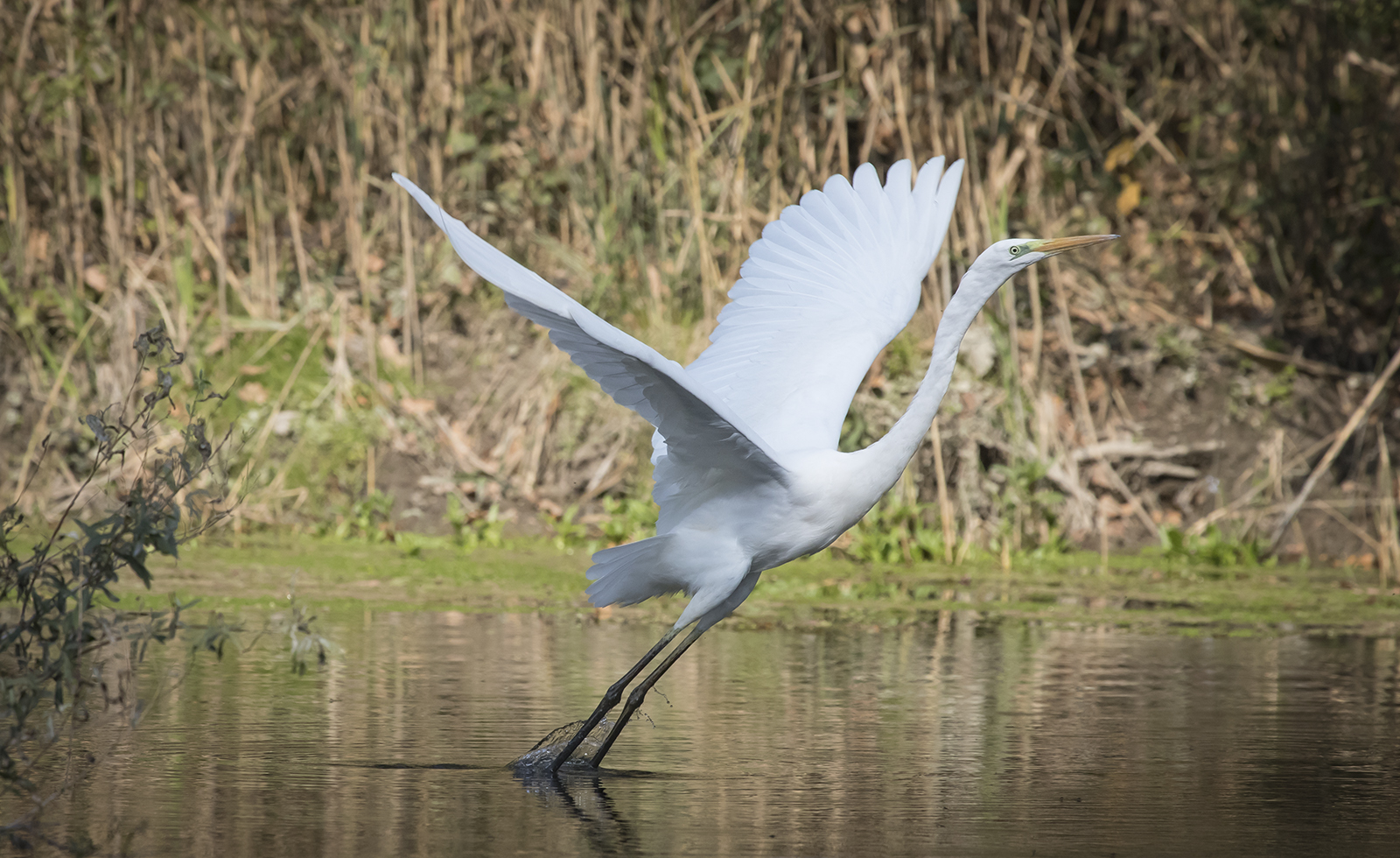 Airone Bianco Maggiore in stacco
