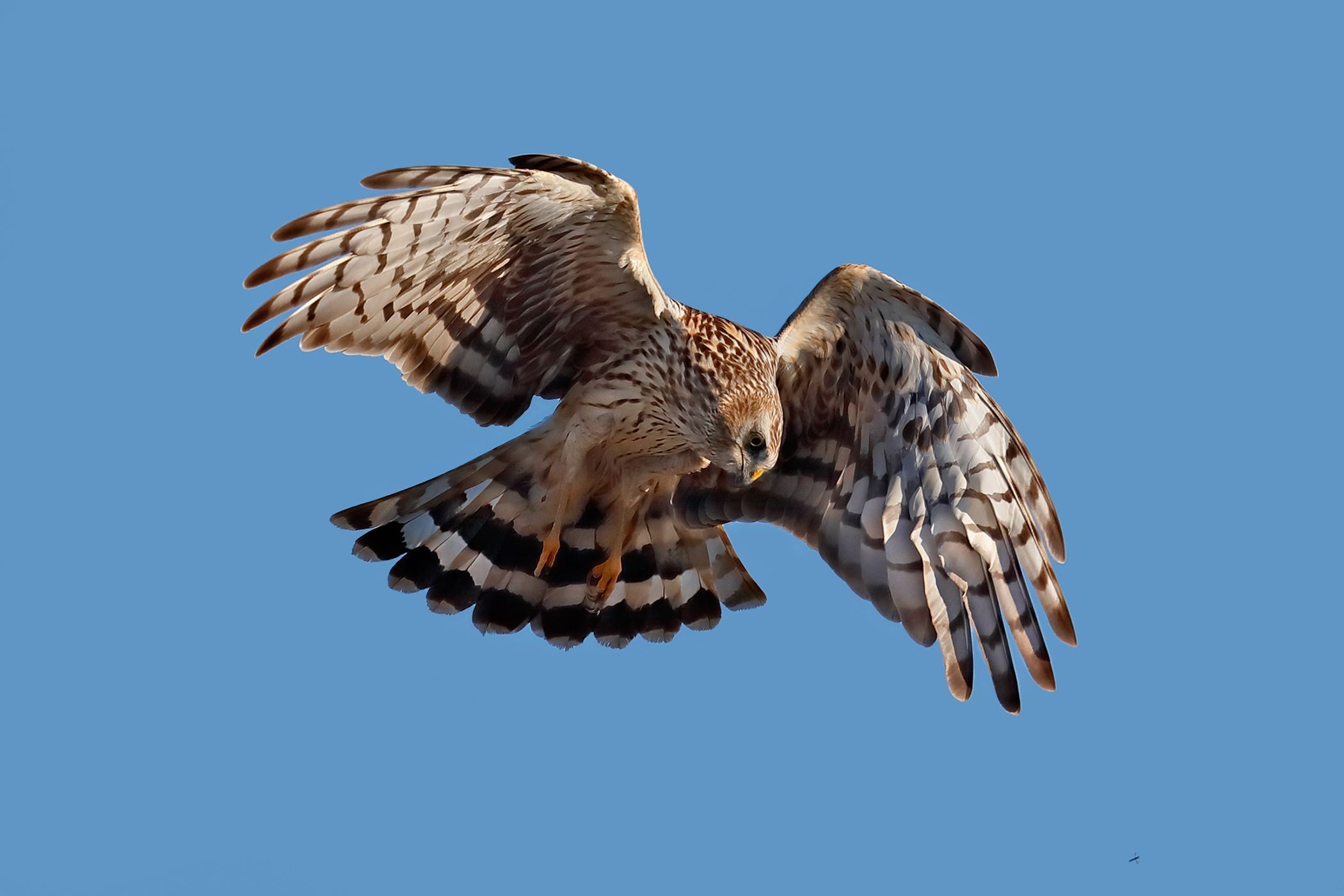 A caccia di topi - Albanella reale