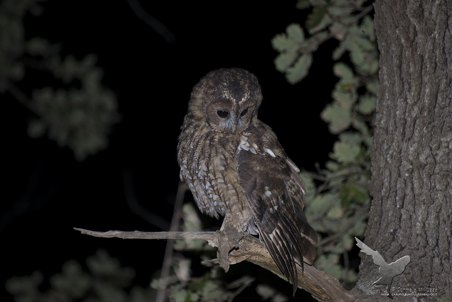 Strix aluco _Allocco_