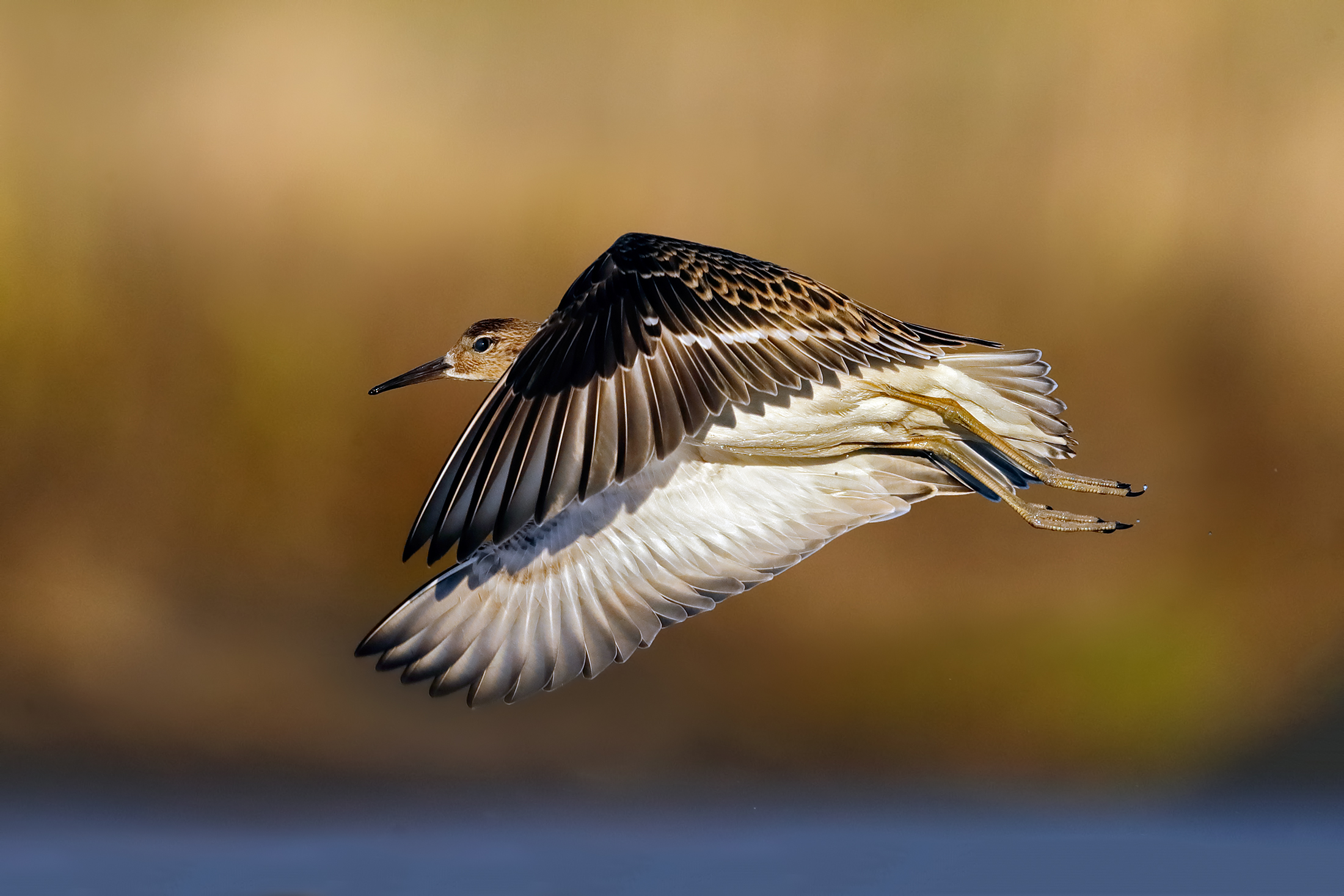 Combattente di sera bel tempo si spera