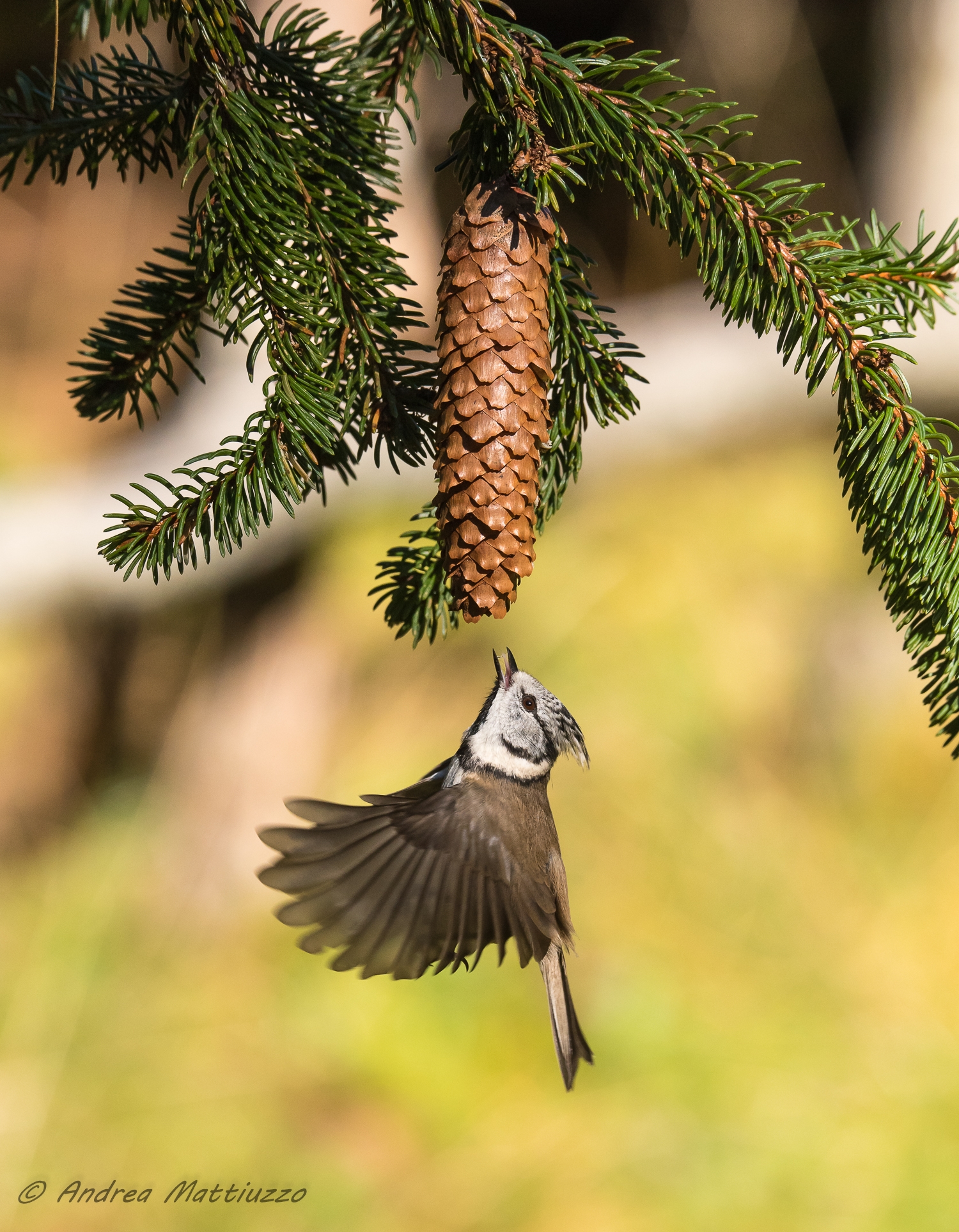 Cuff from the tuft in flight