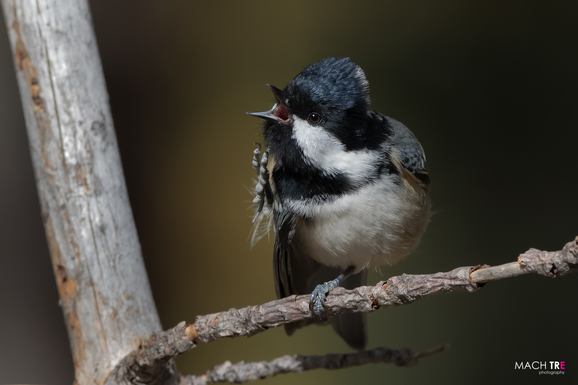Cinnamon (Periparus ater)