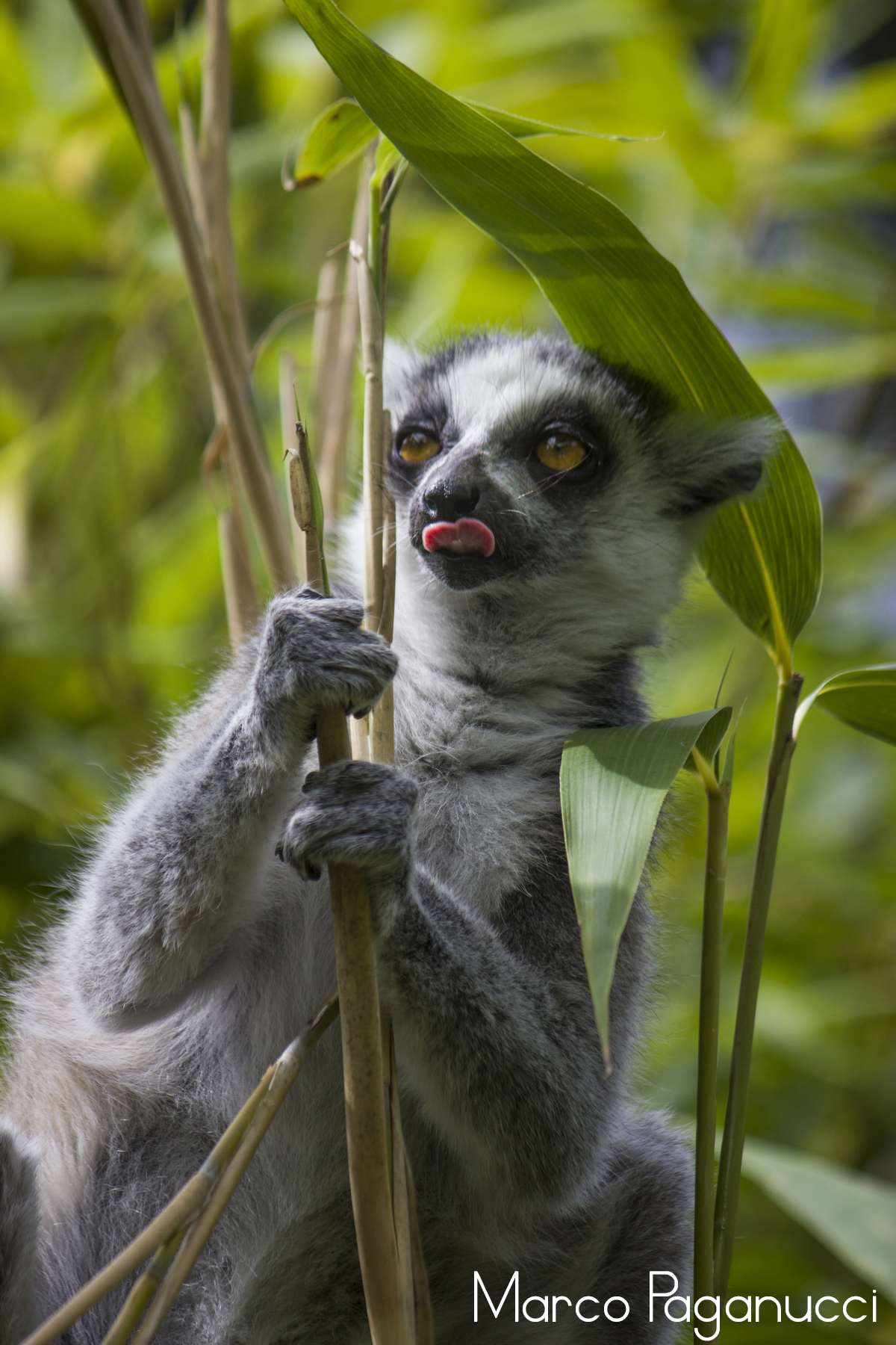 Lemur