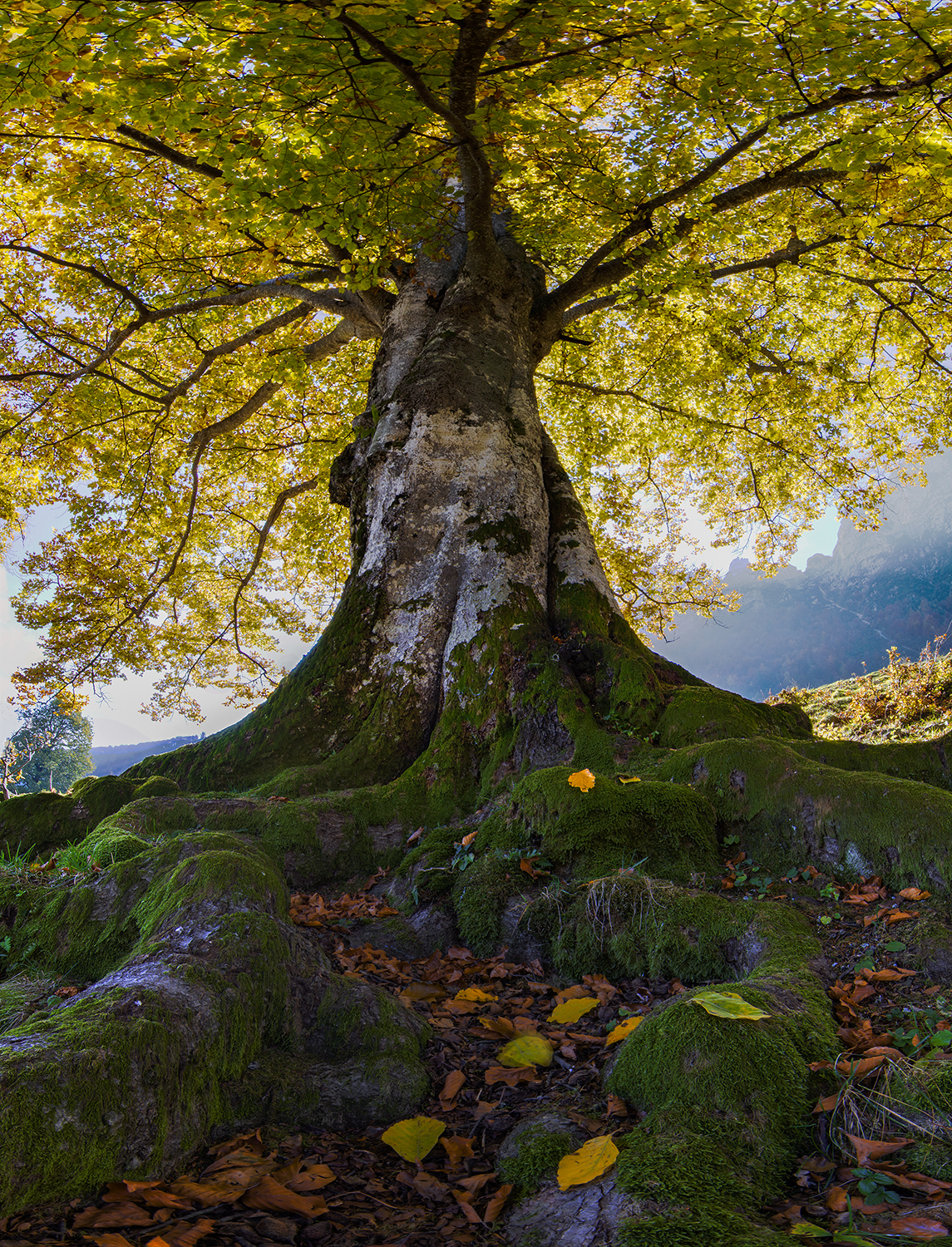 The king of the forest