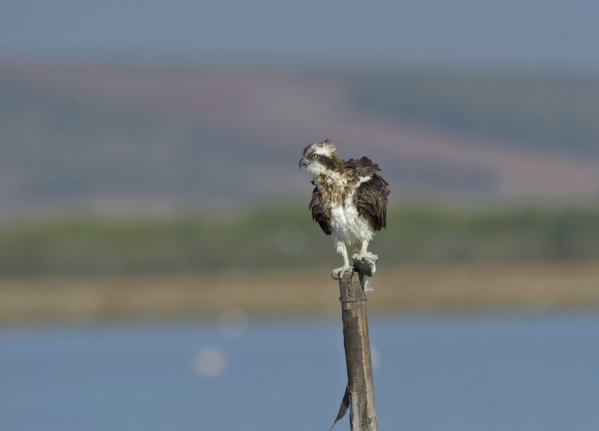 Falco Pescatore con preda