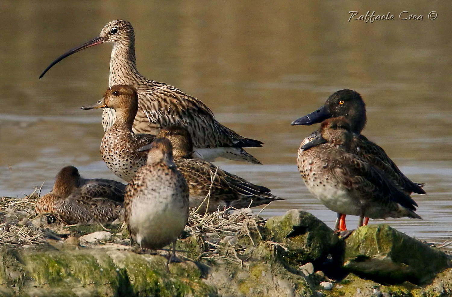 Chiurlo Maggiore, Mestolone, Diesel