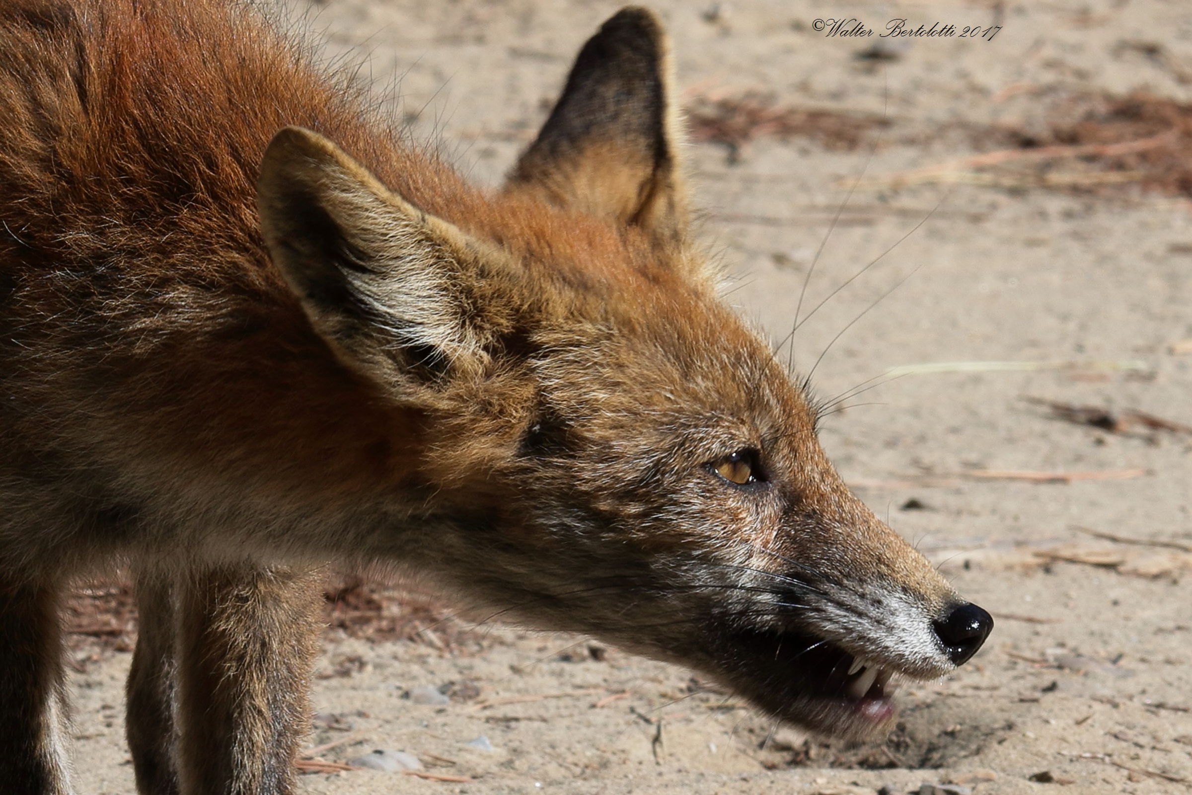 do not even try .....