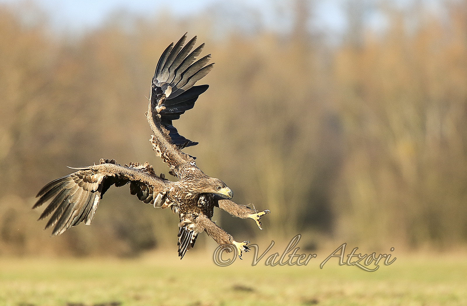 White tail tail sea eagle