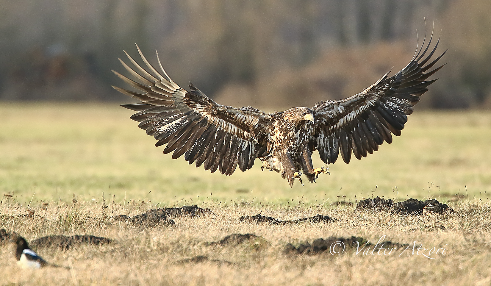 White tail tail sea eagle