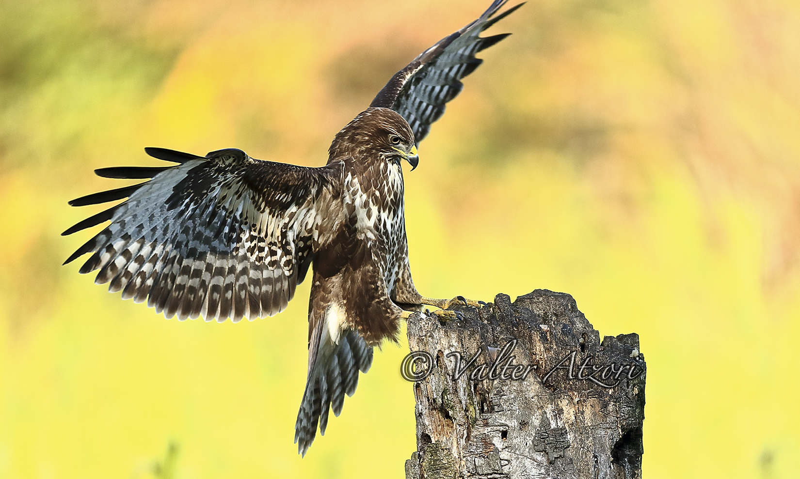 Buzzard