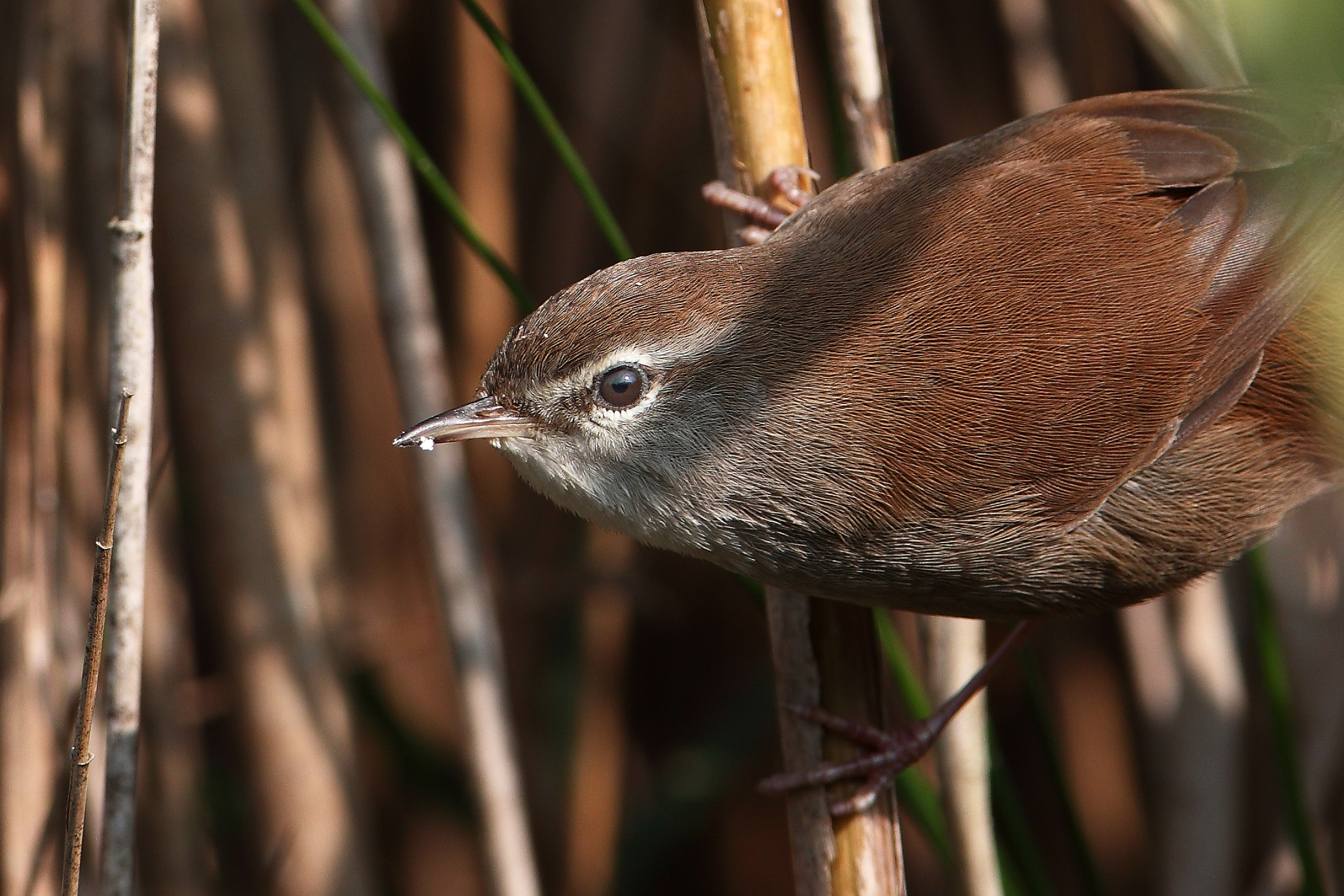 Ritratto d'Usignolo di fiume