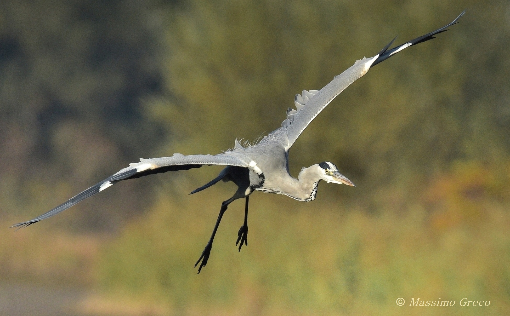 Airone cenerino (Ardea cinerea)