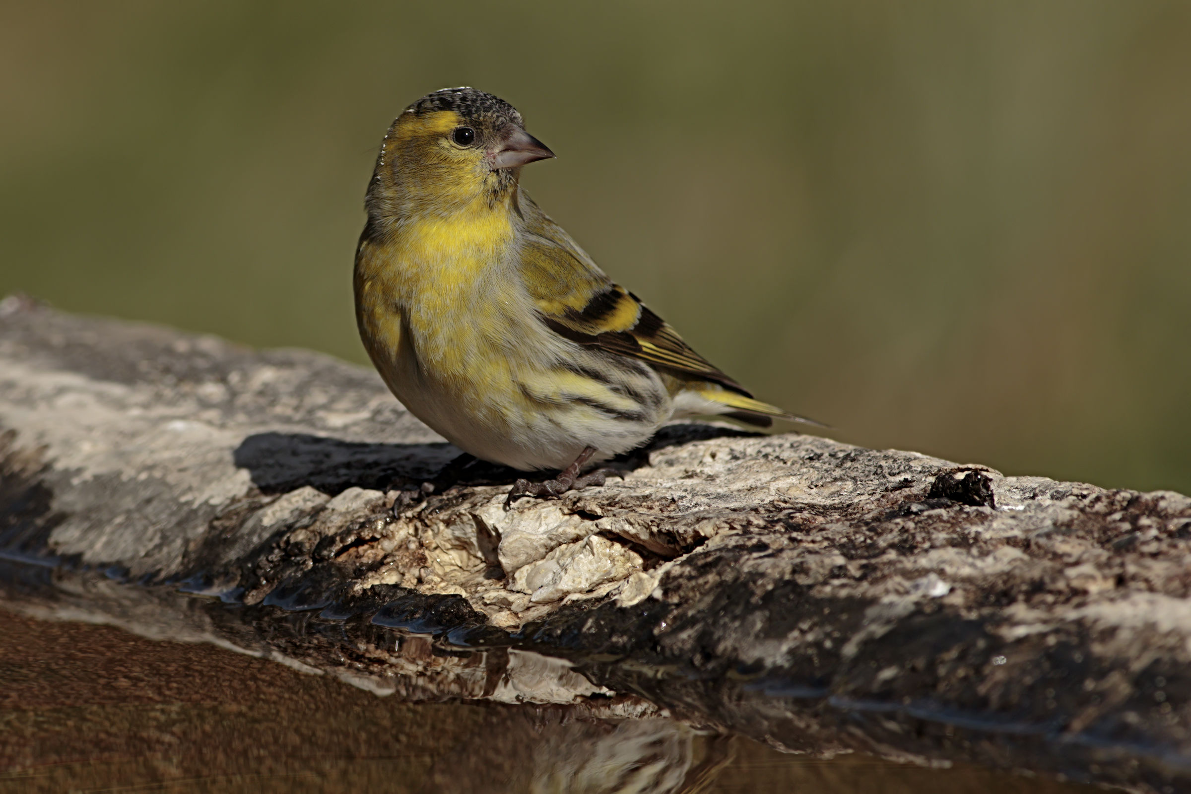 Siskin