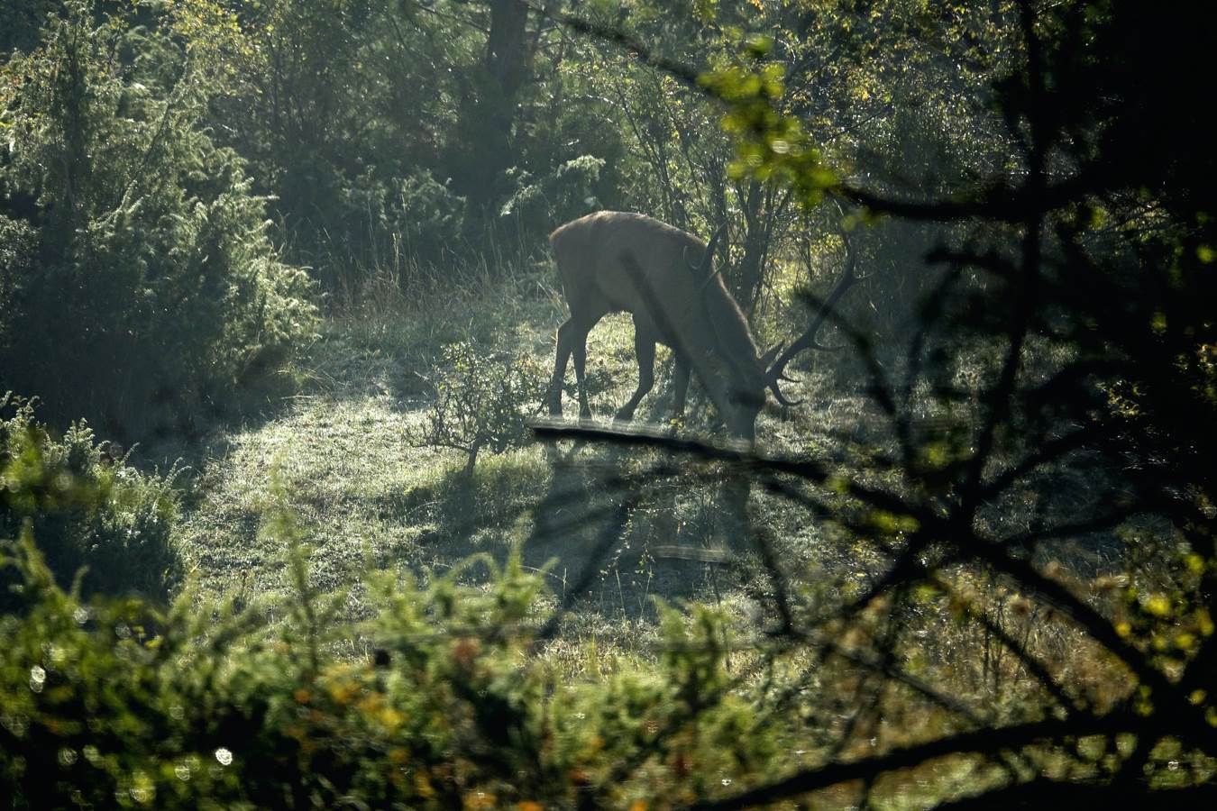 spotted in his house
