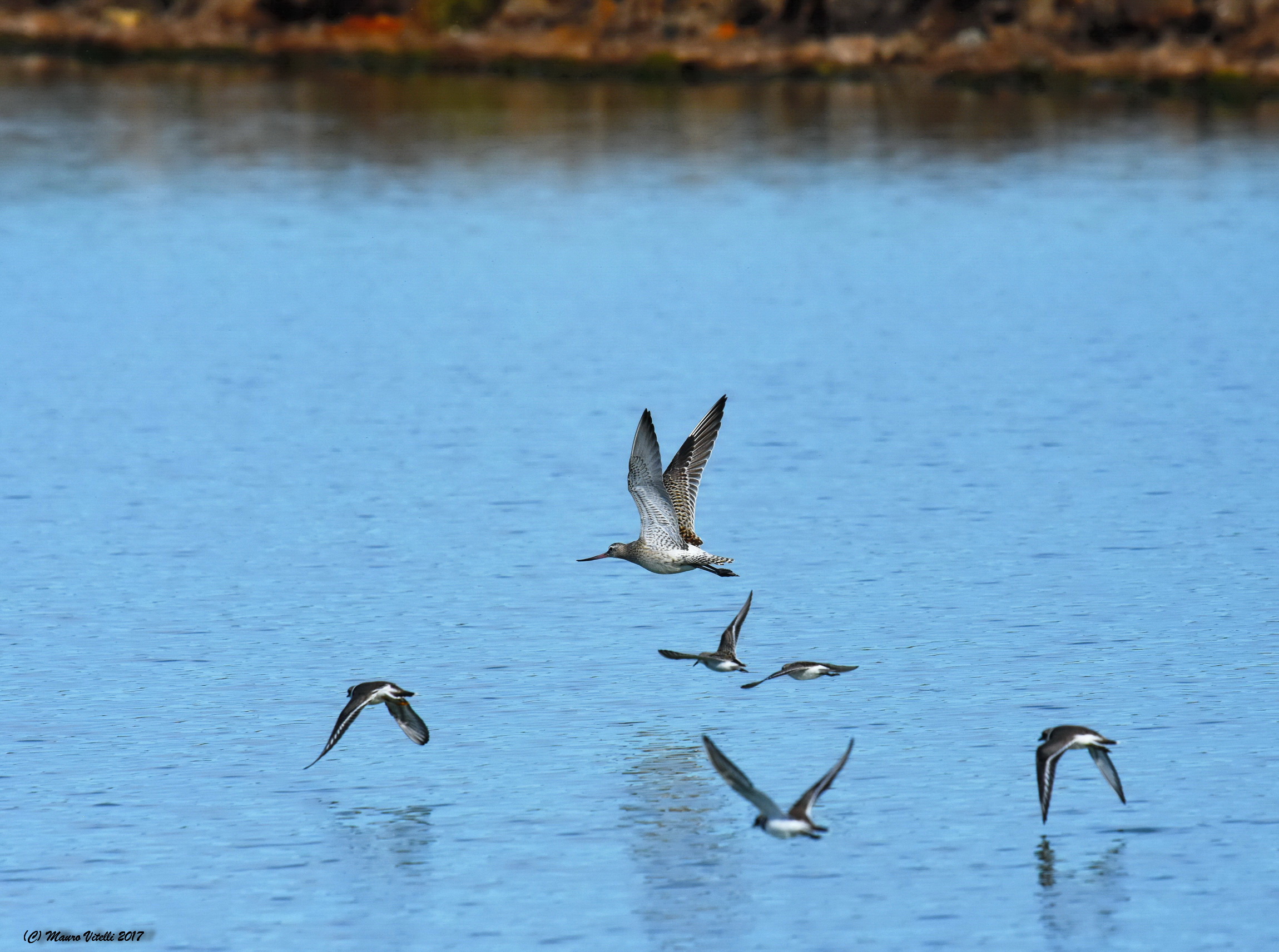 Little Pitt ... in company