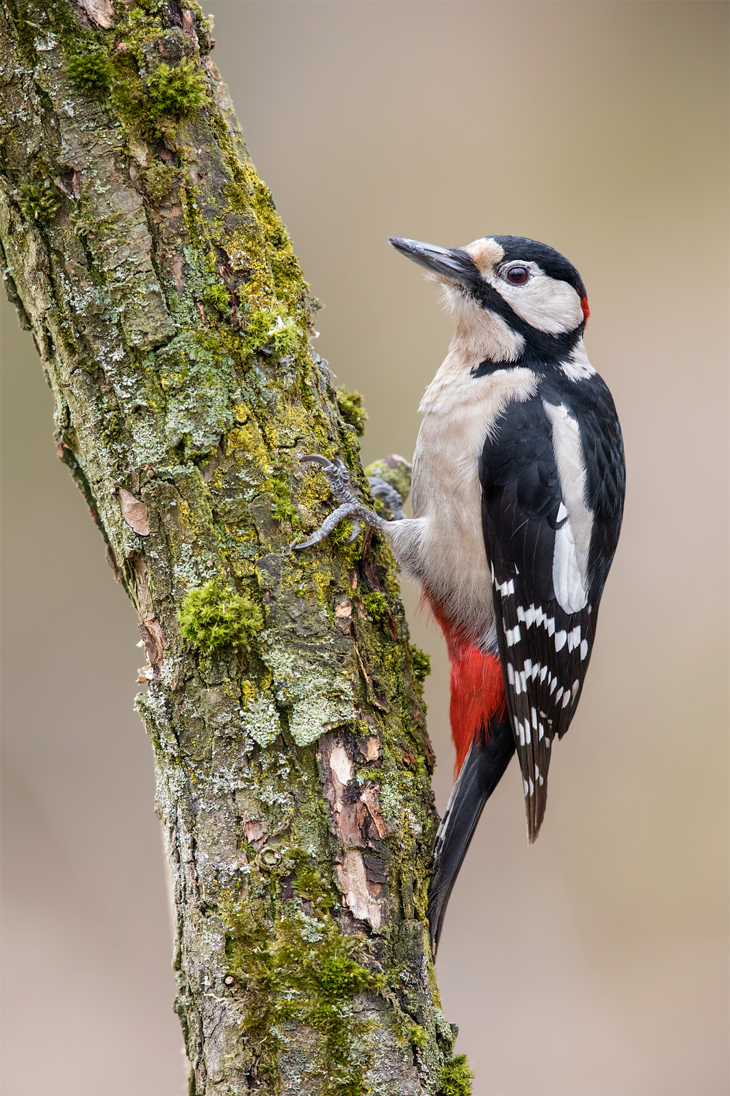Great spotted woodpecker