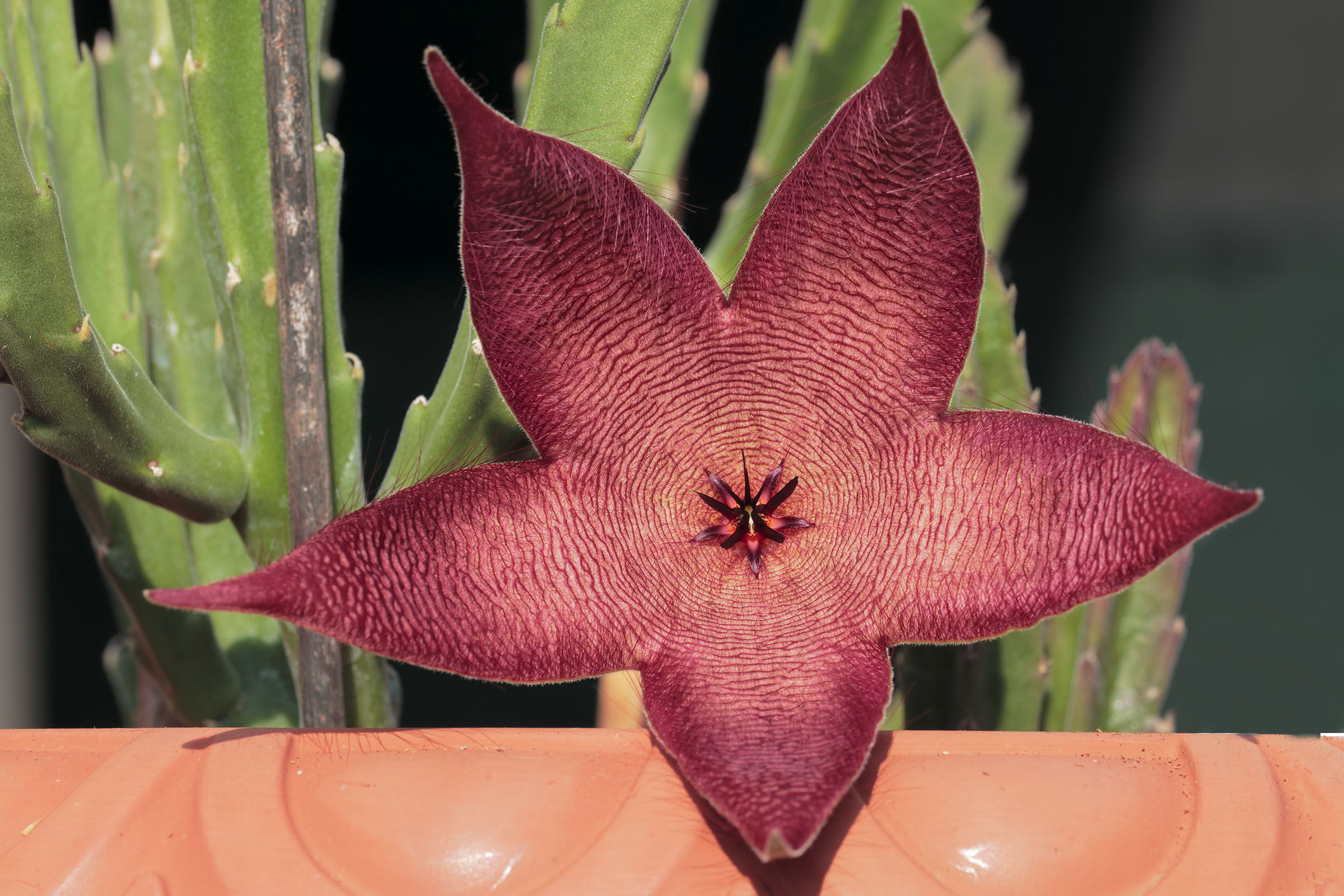 Stapelia Grandiflora (about 15 cm)