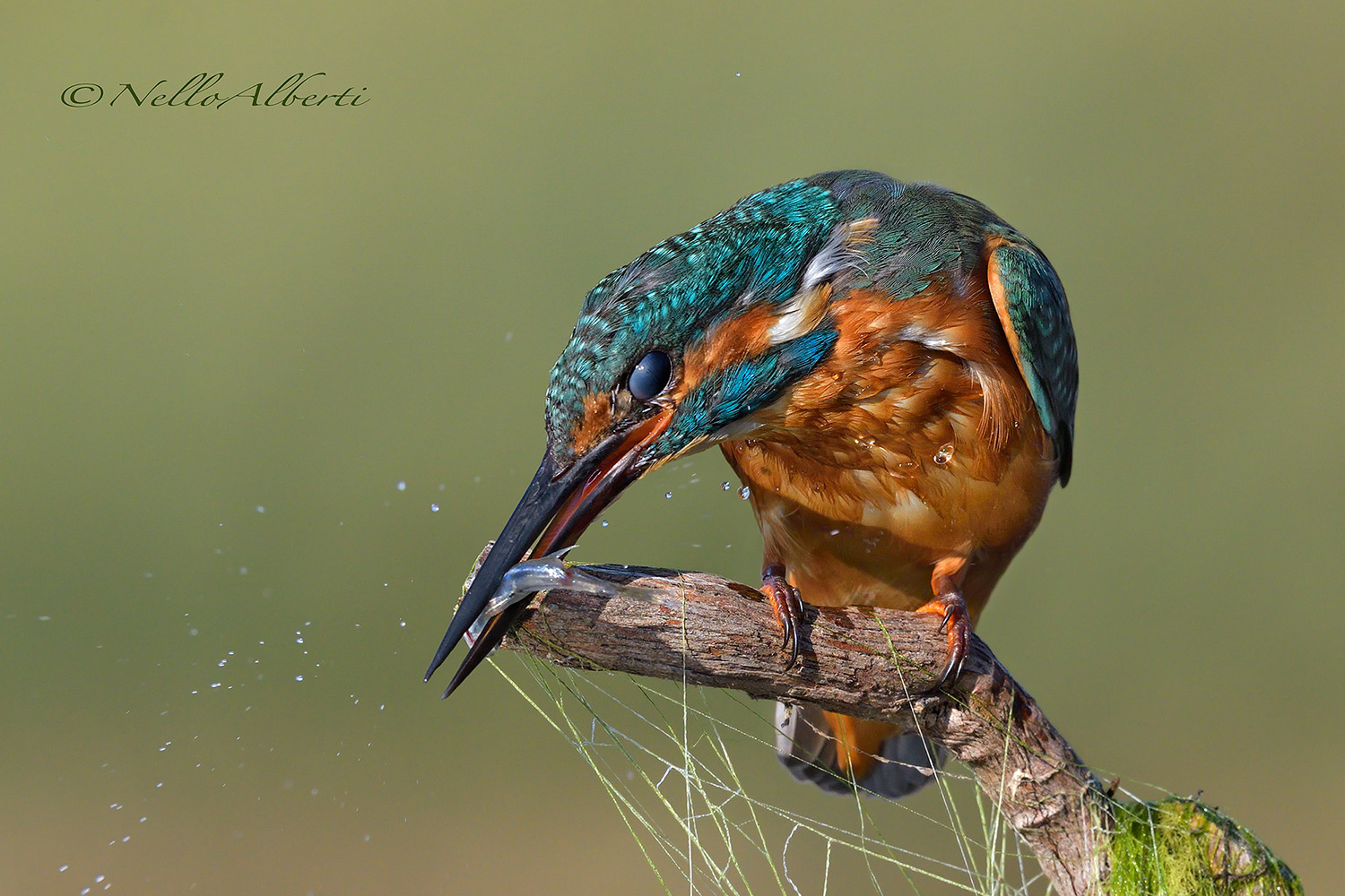 il pasto del martino