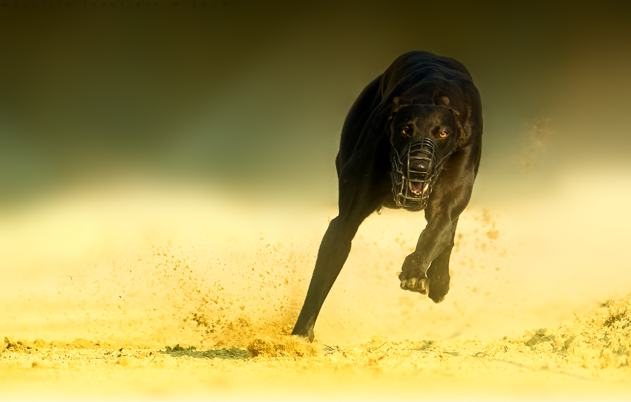 Furia nera al tramonto ..