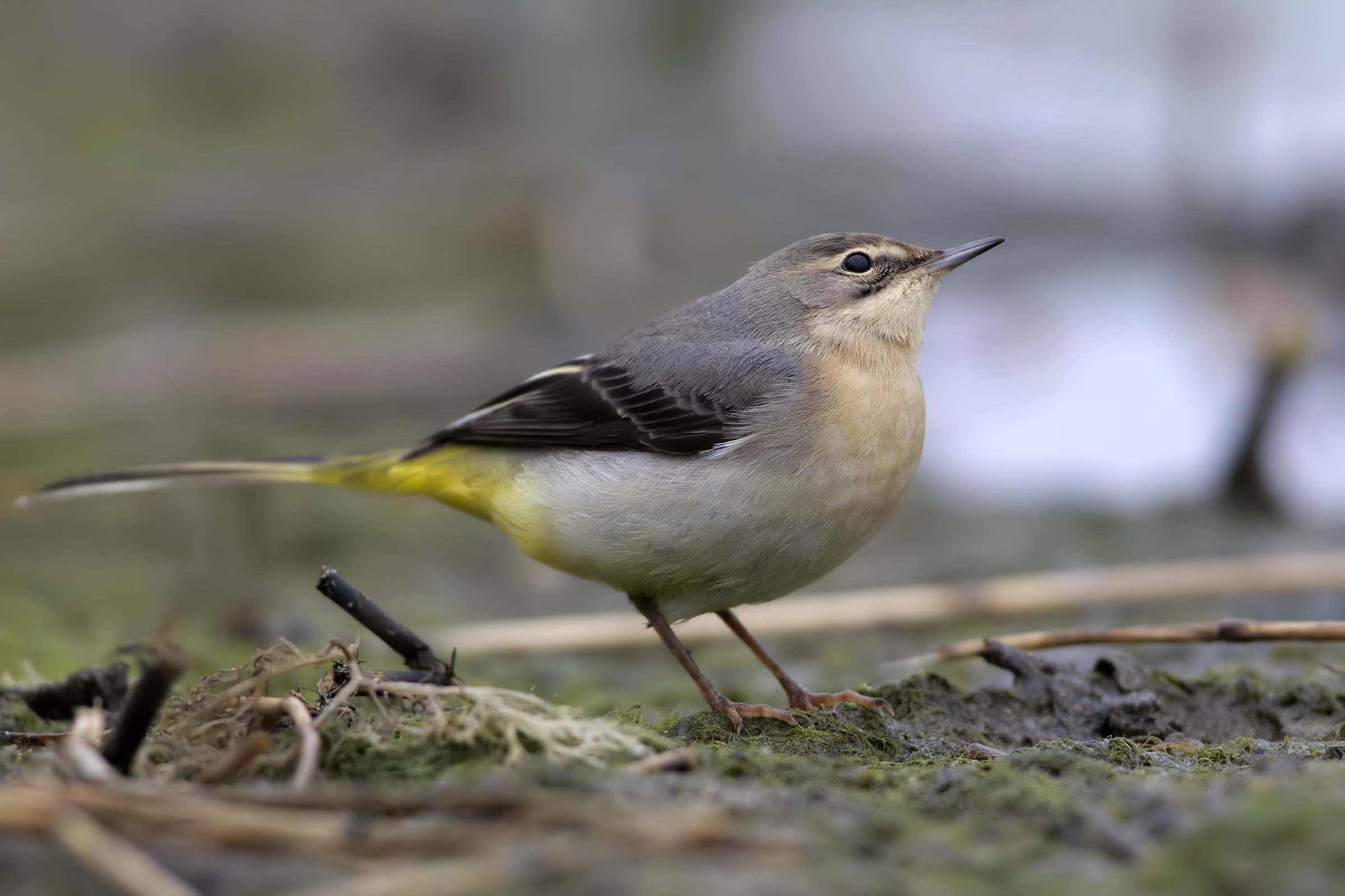 Con un occhio sempre in guardia