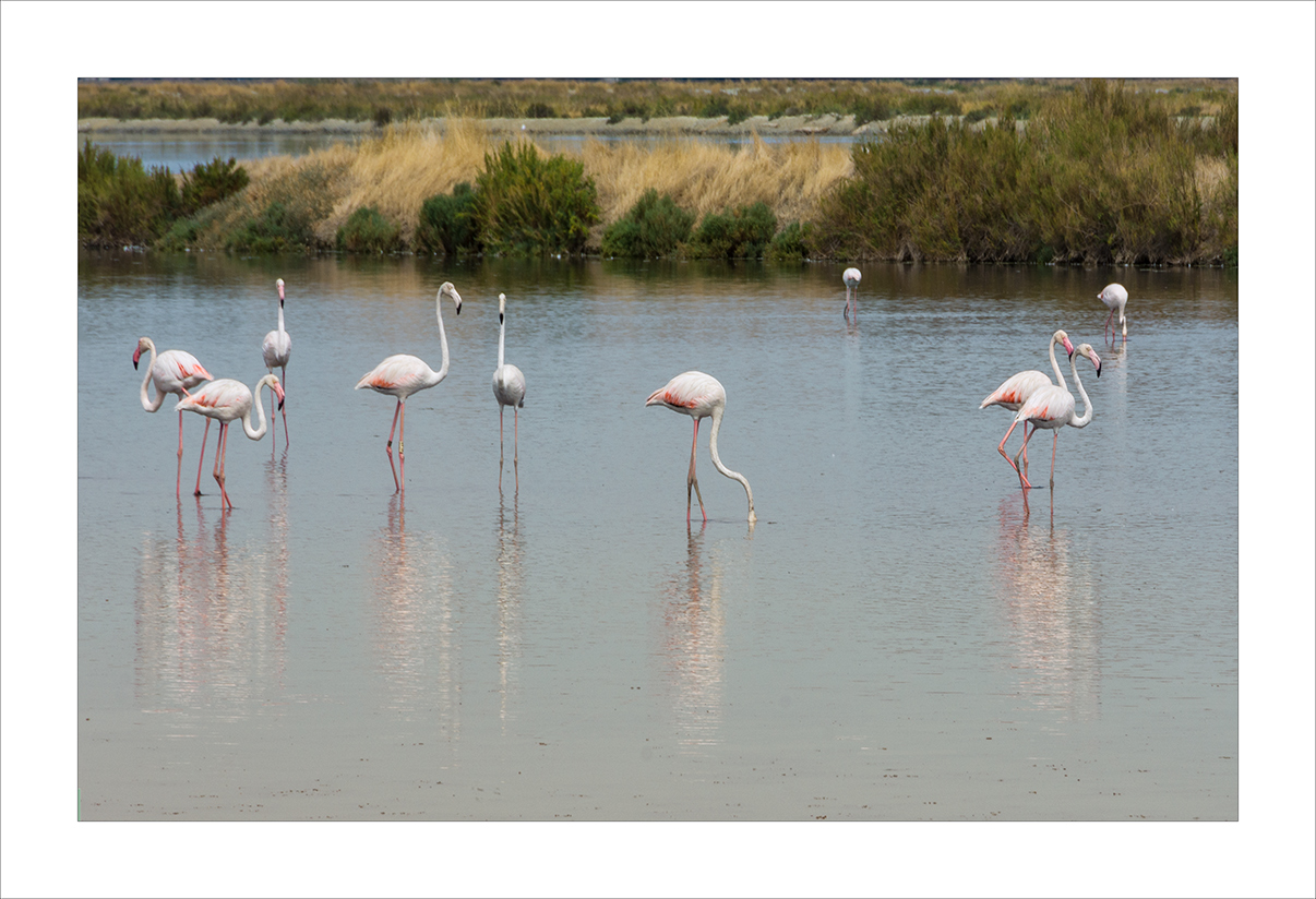 Flamingos