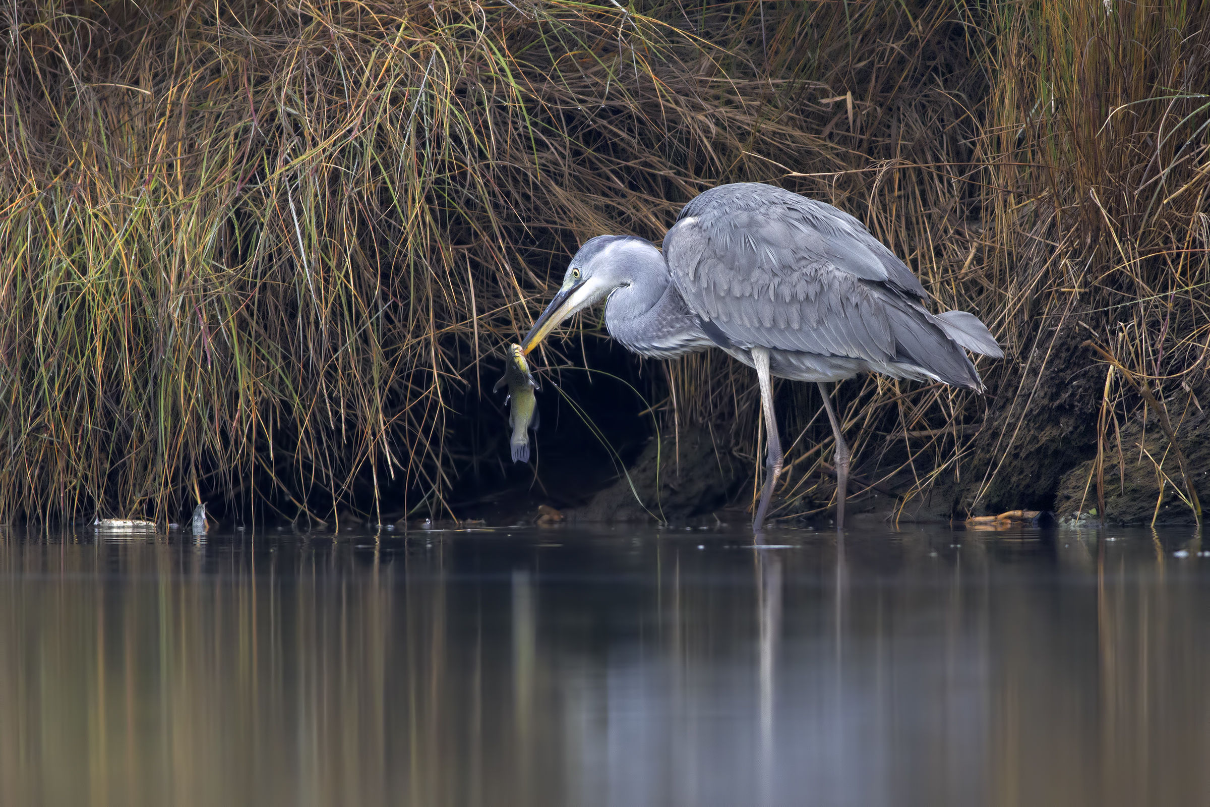 La fine del pesce gatto