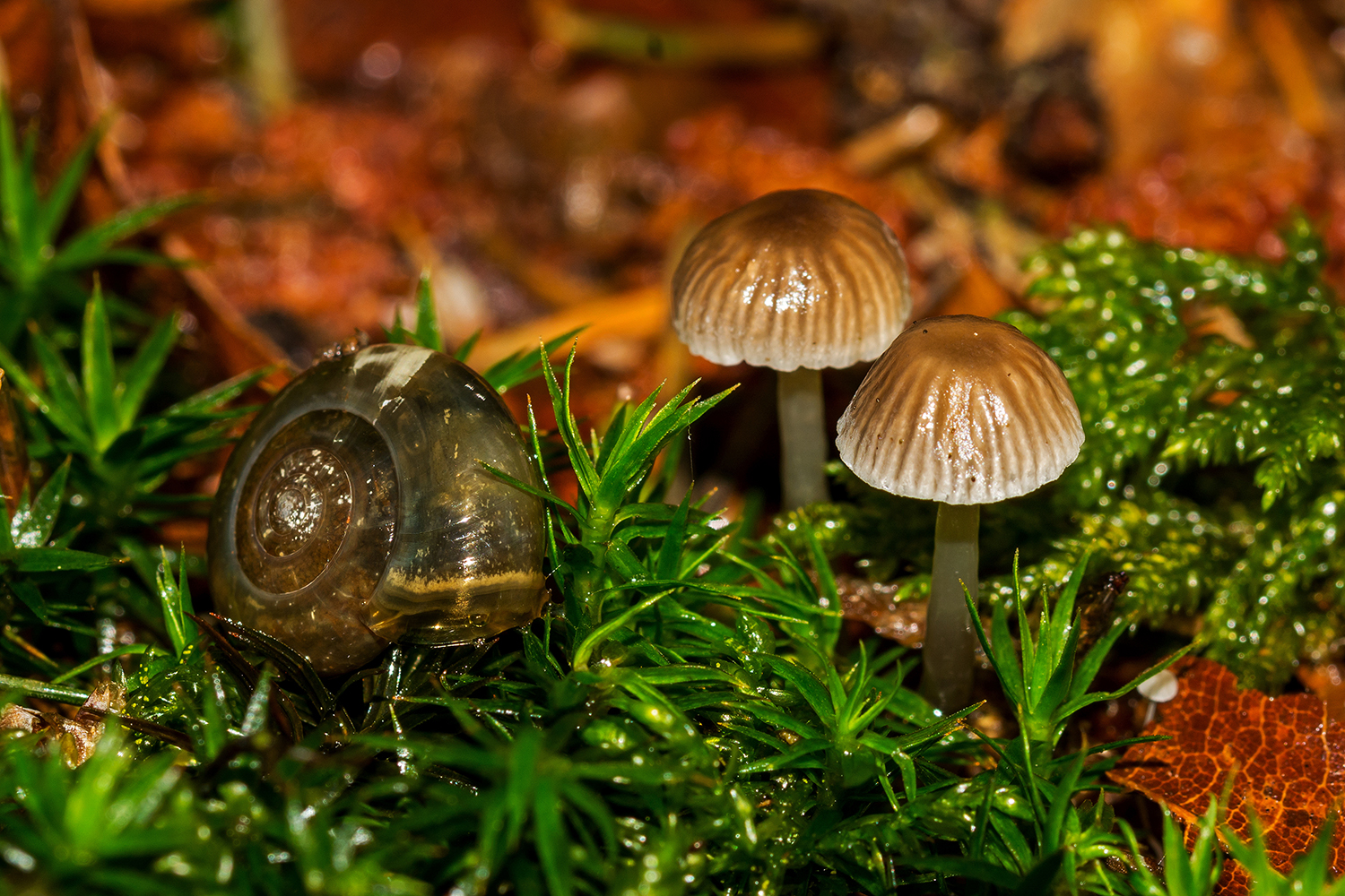 Mushrooms and spiral