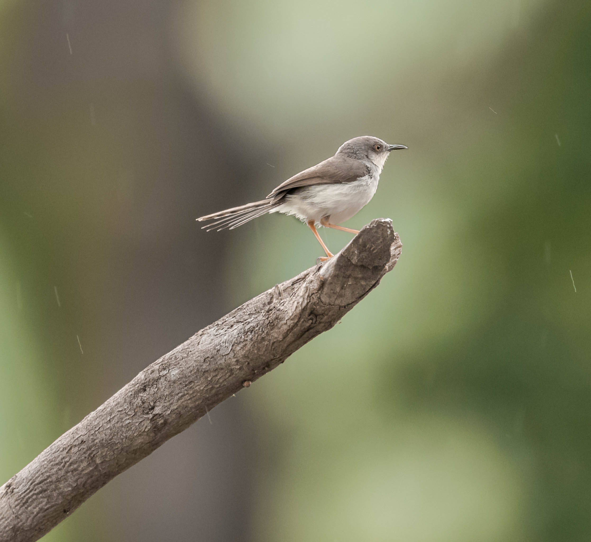 Grey breasted prinia