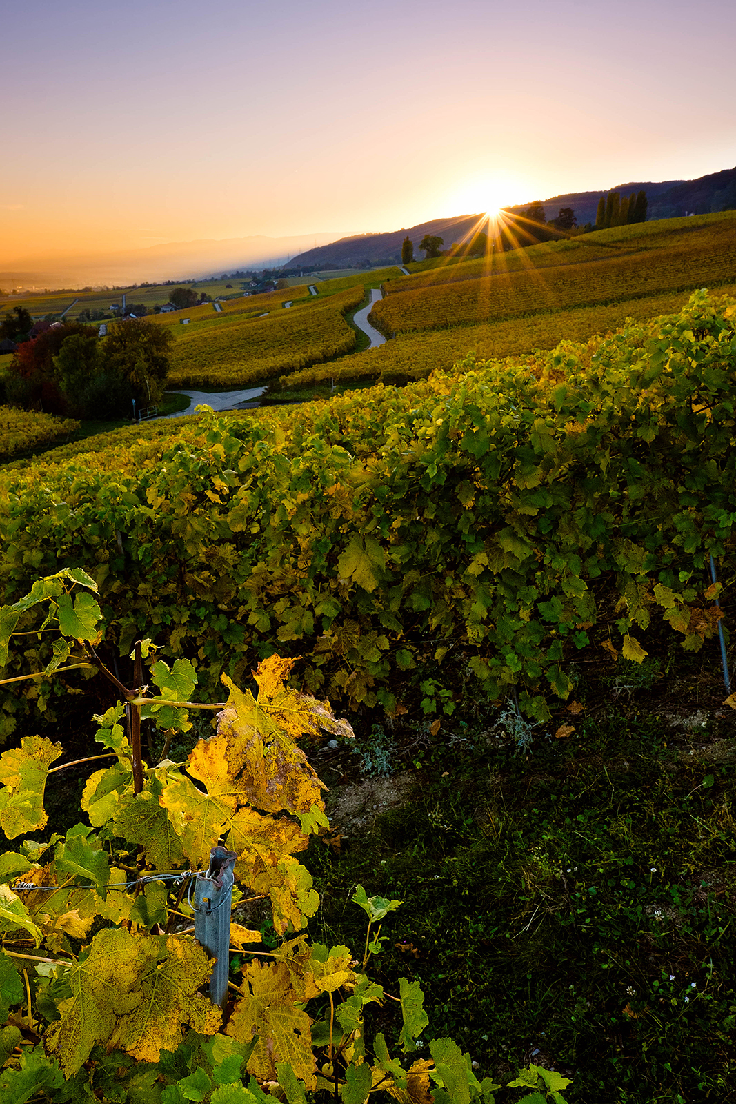 Vigne at sunset