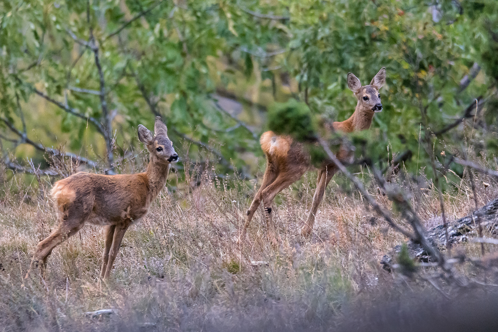 Caprioli nel bosco