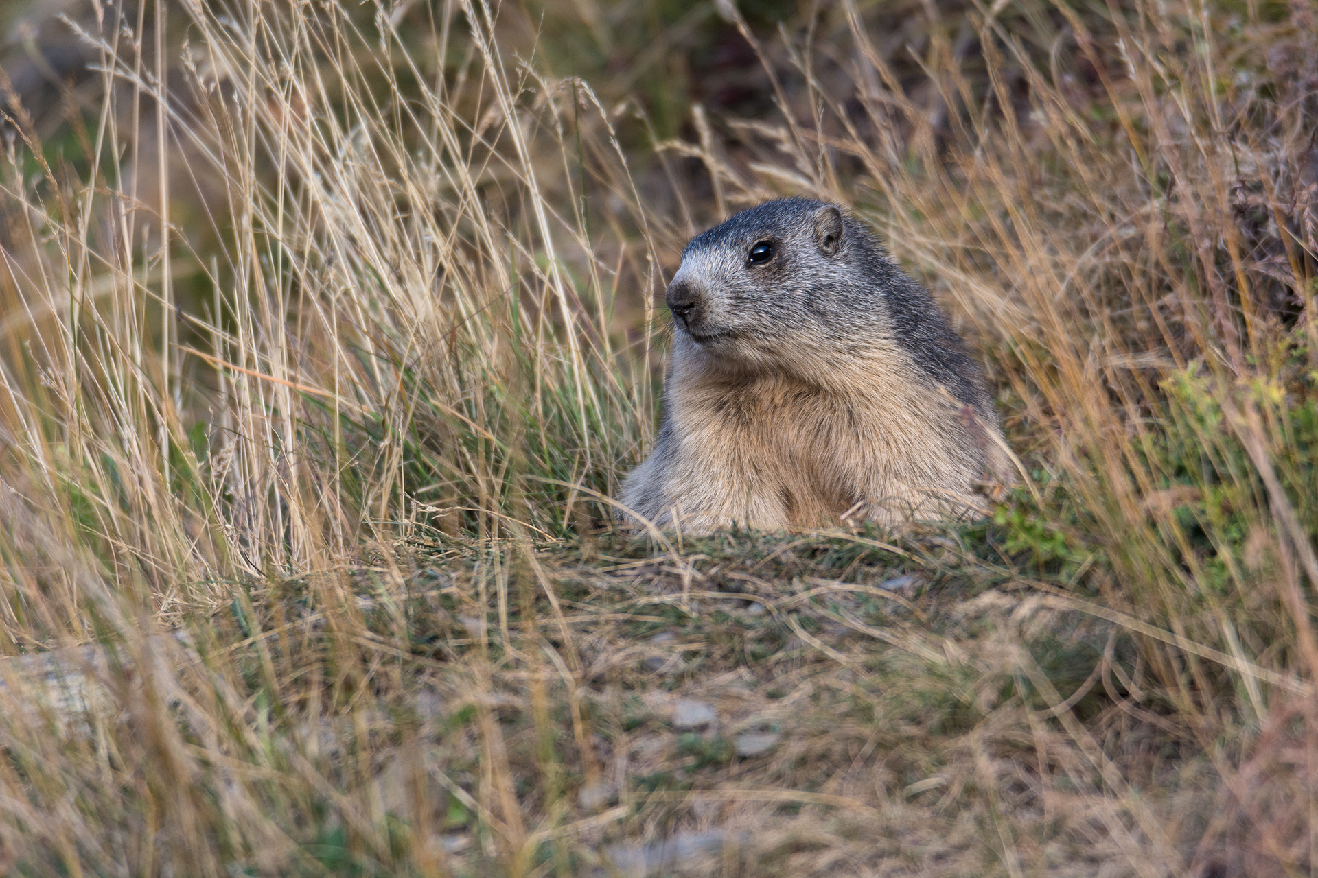 Marmotta in attesa del sole