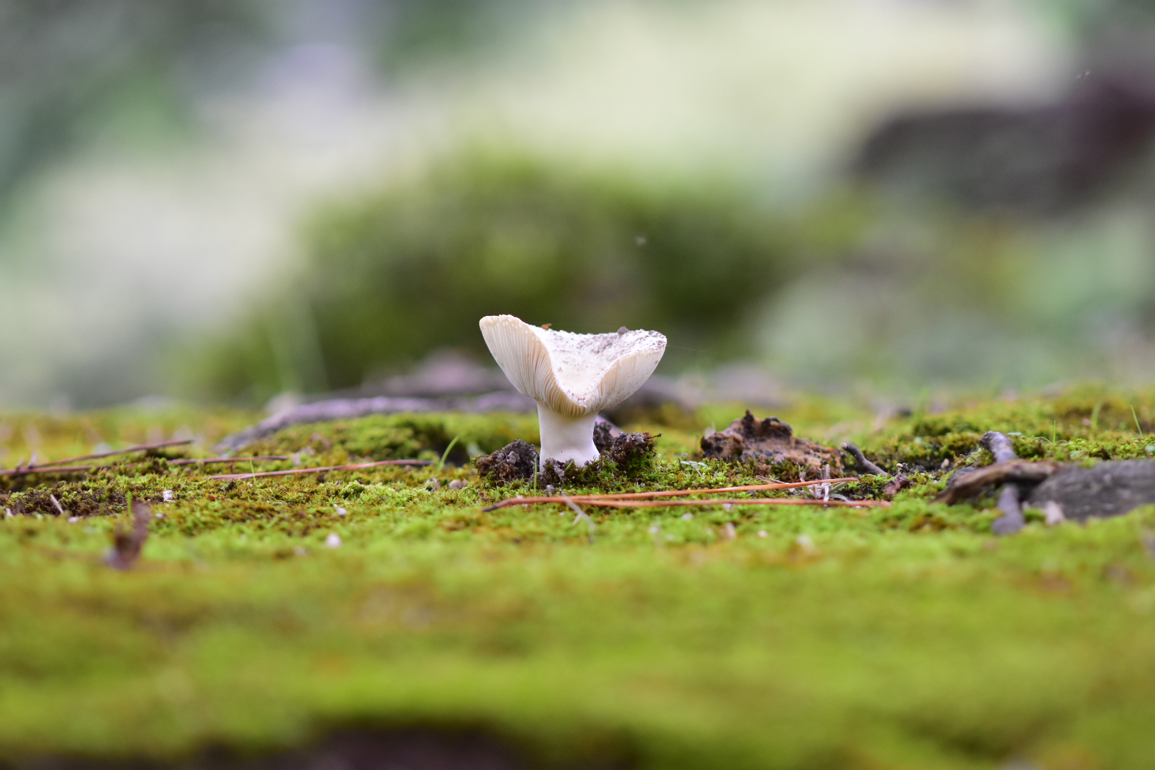 Mushroom in Hiroshima