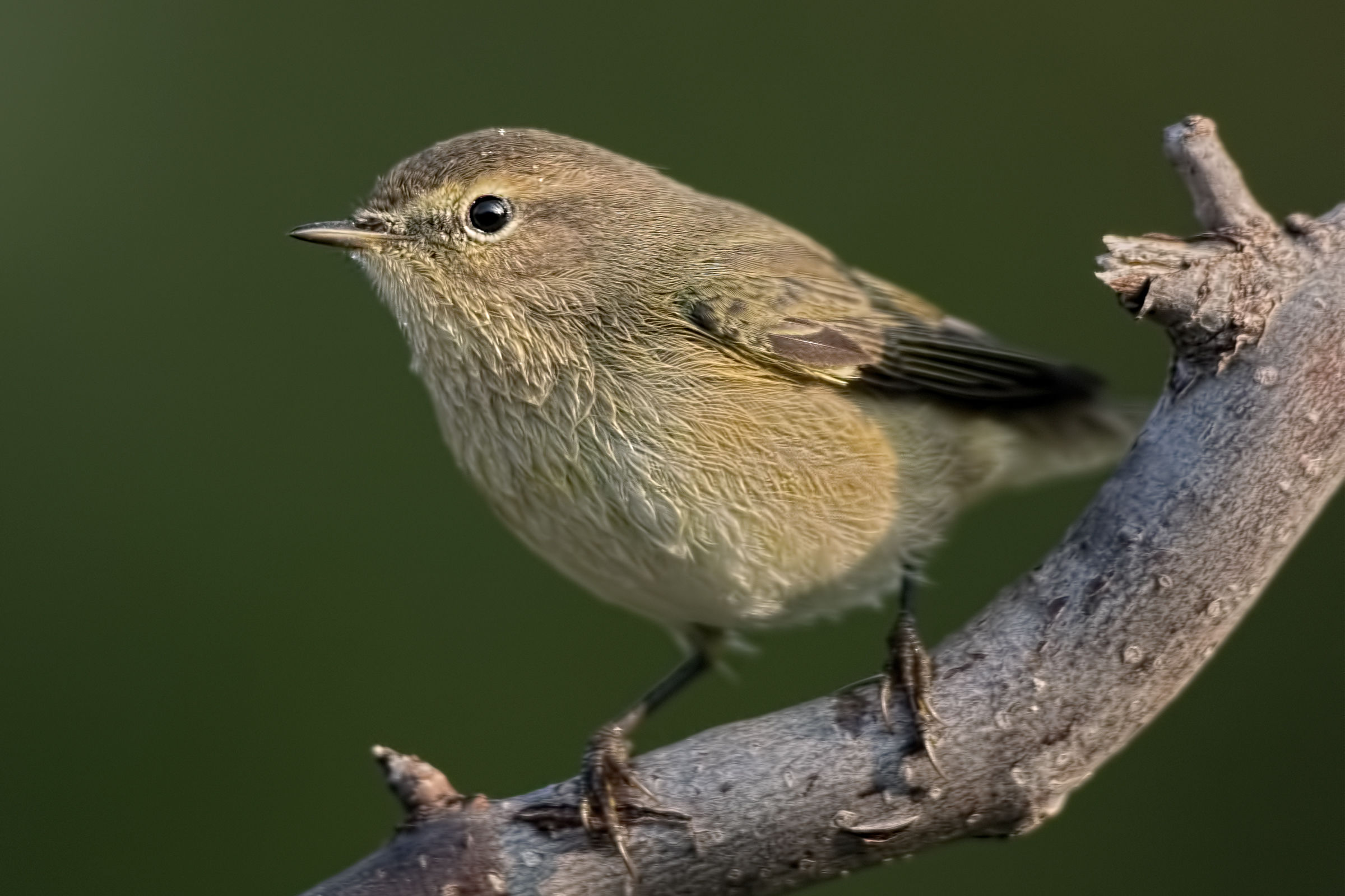 Luì piccolo (Phylloscopus collybita)