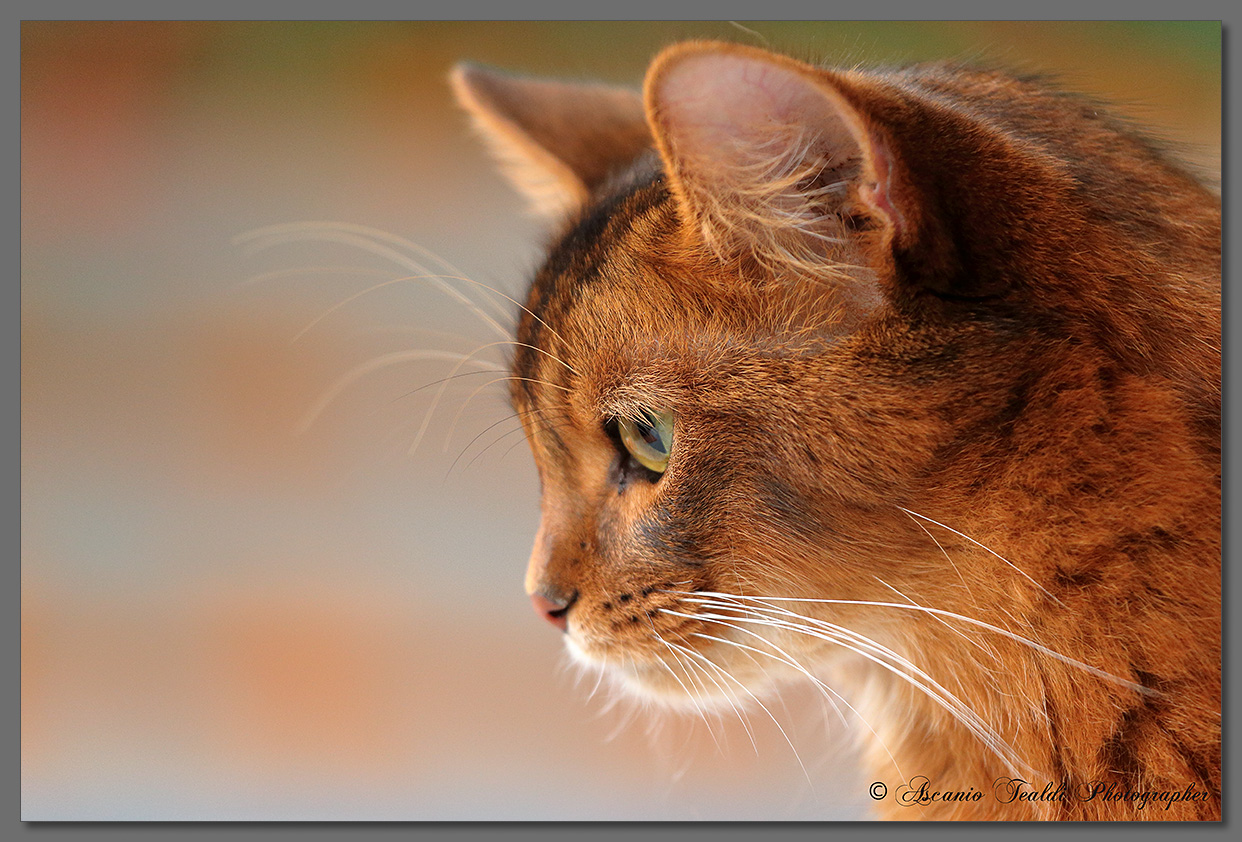 Somali cat