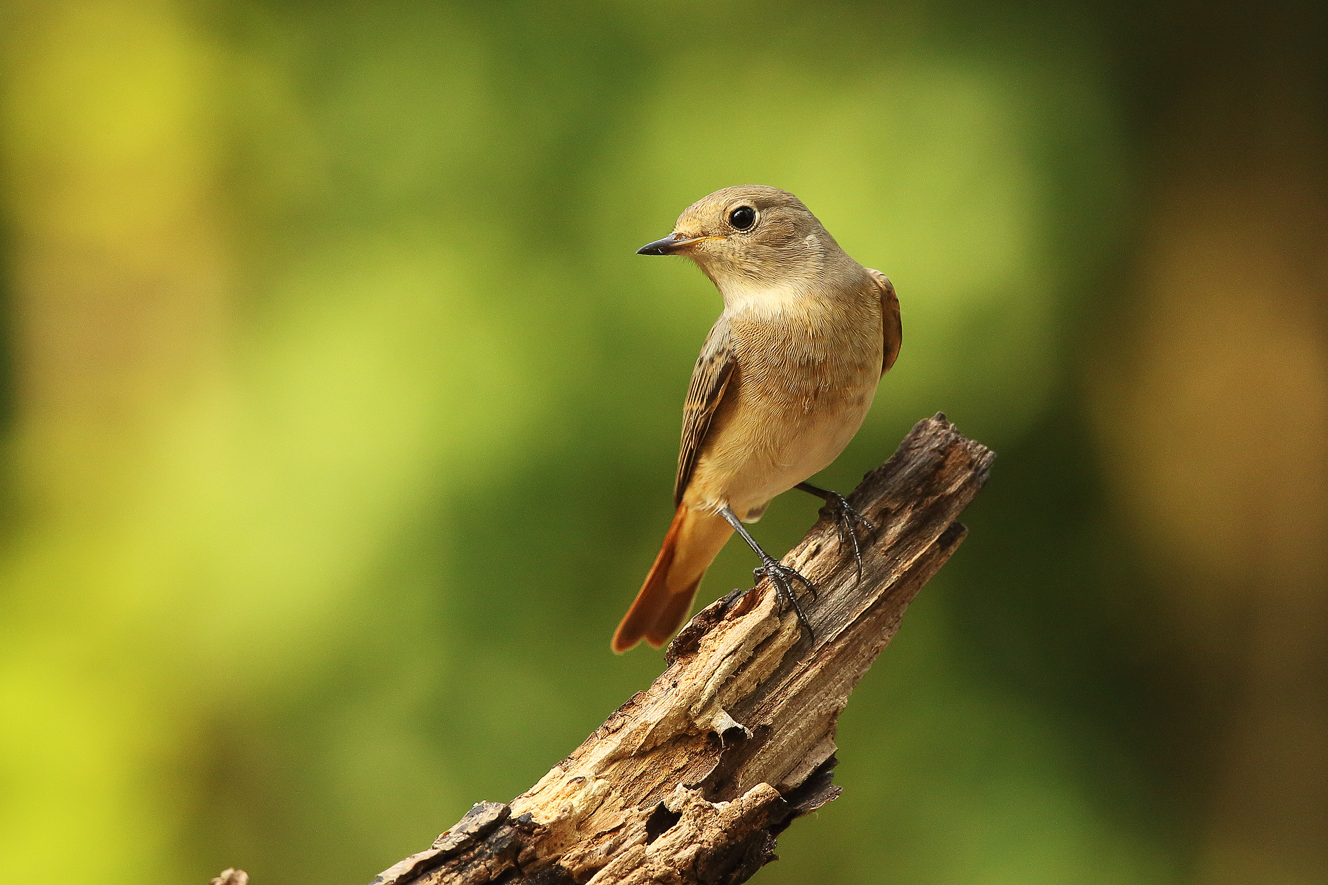 redstart