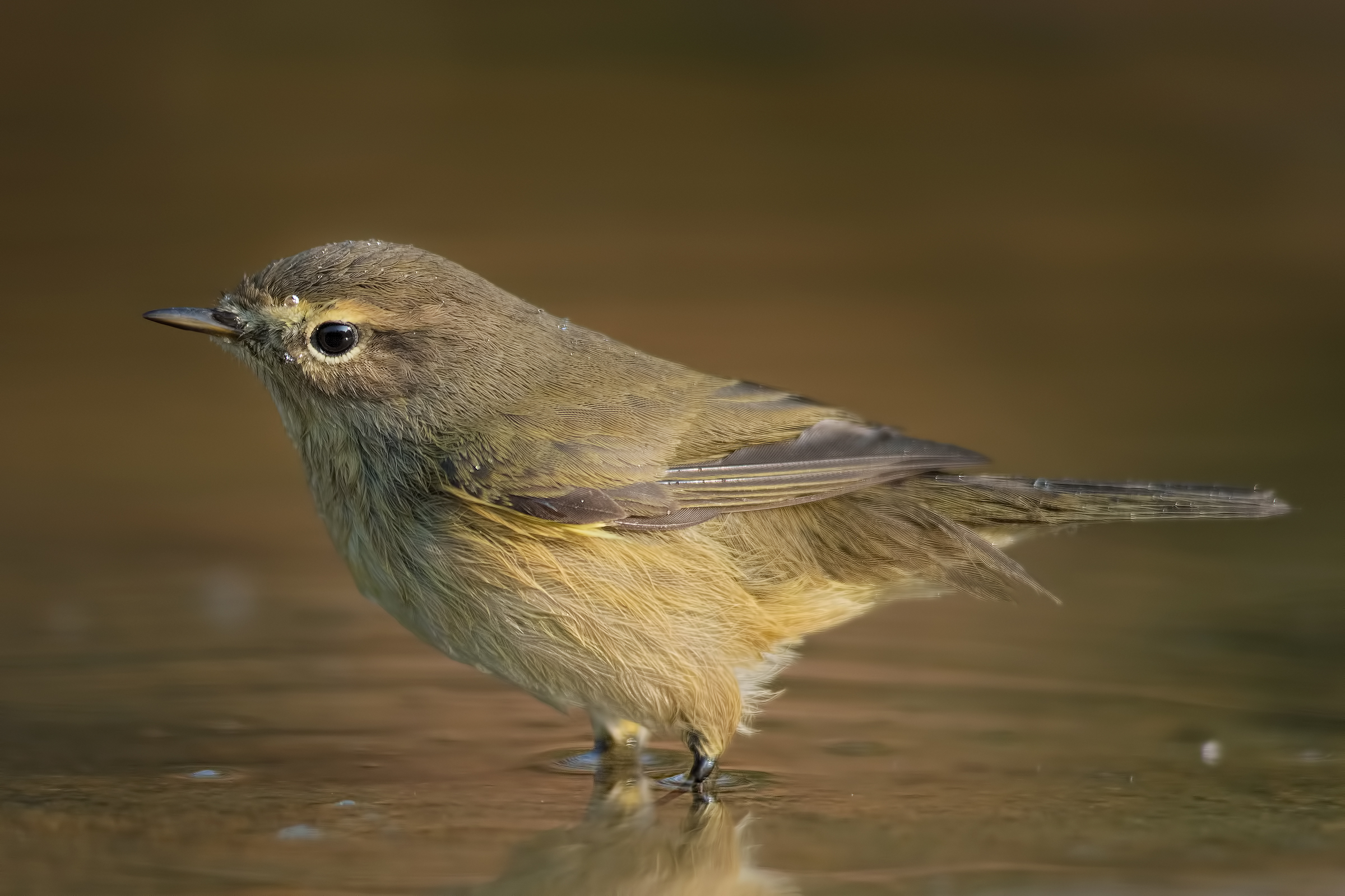 Luì piccolo (Phylloscopus collybita)